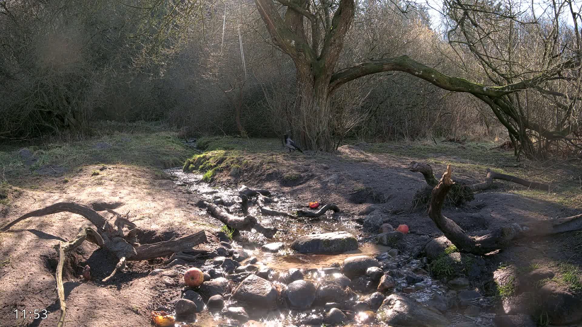 A small stream flows through a sunlit woodland area, with fallen branches and several apples scattered along its banks, and a crow near a tree.