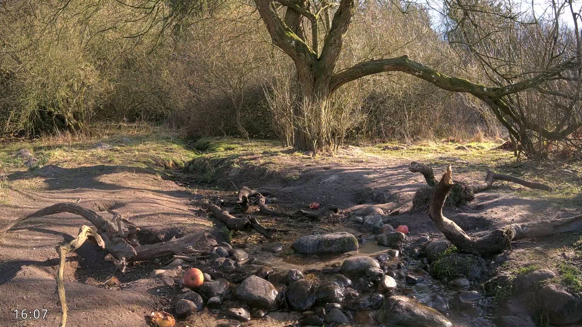 A small stream flows through a sunny woodland area, with fallen logs and several apples scattered near the water's edge.