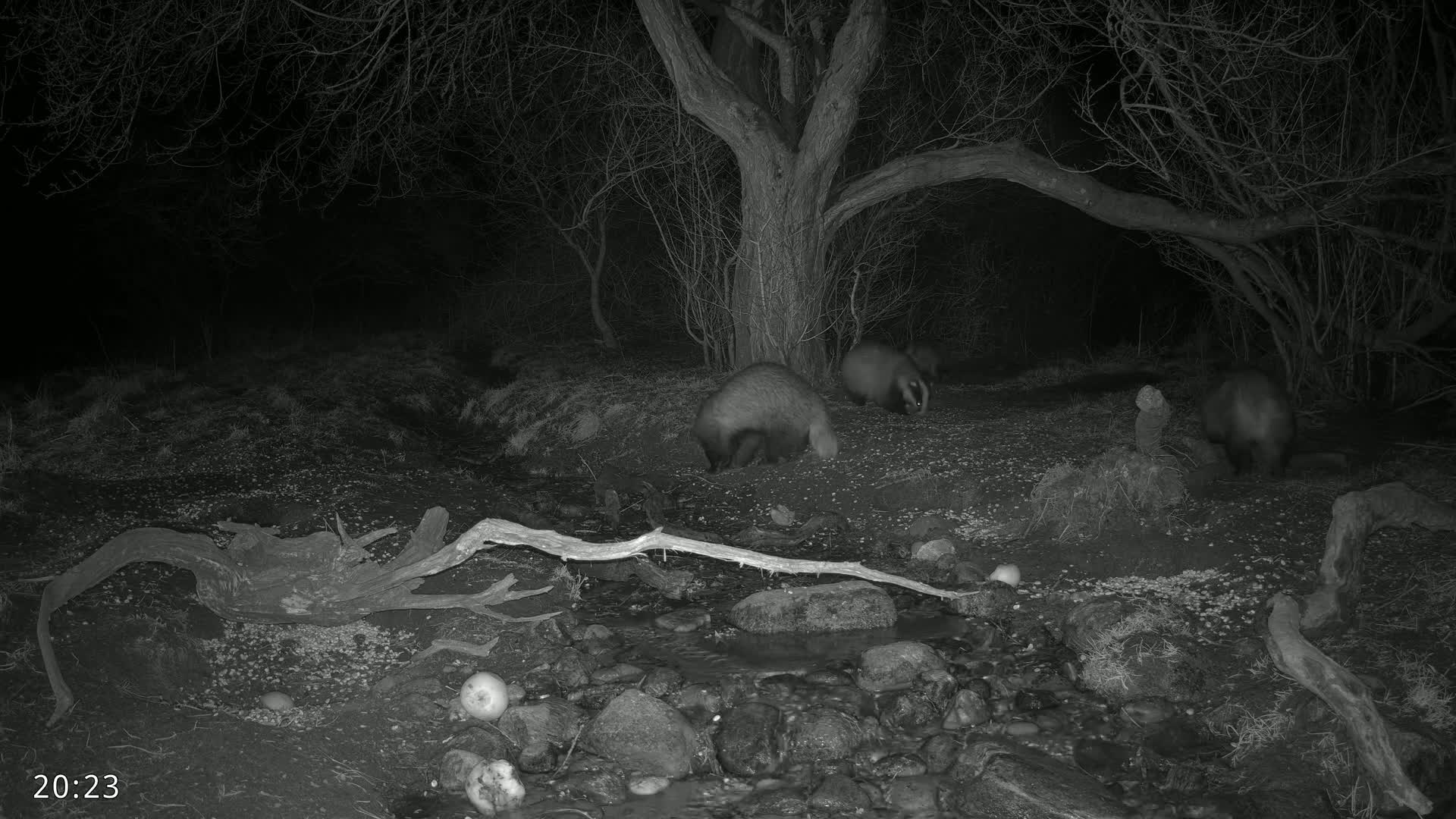 Three badgers forage near a small stream at night under a dark, leafless tree in a wooded area.
