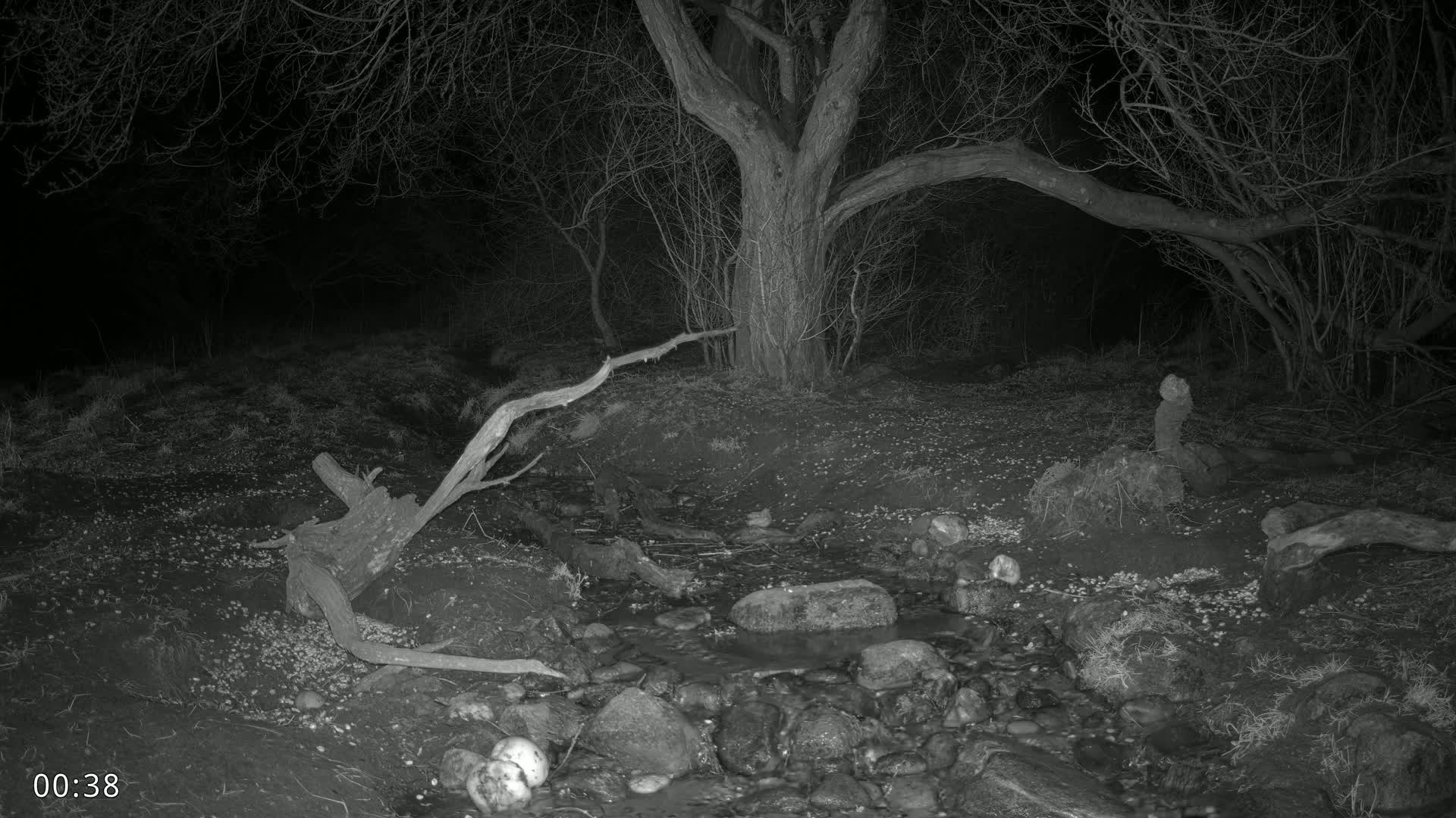 A small stream flows through a dark, nighttime woodland scene, past a large tree and several fallen branches.