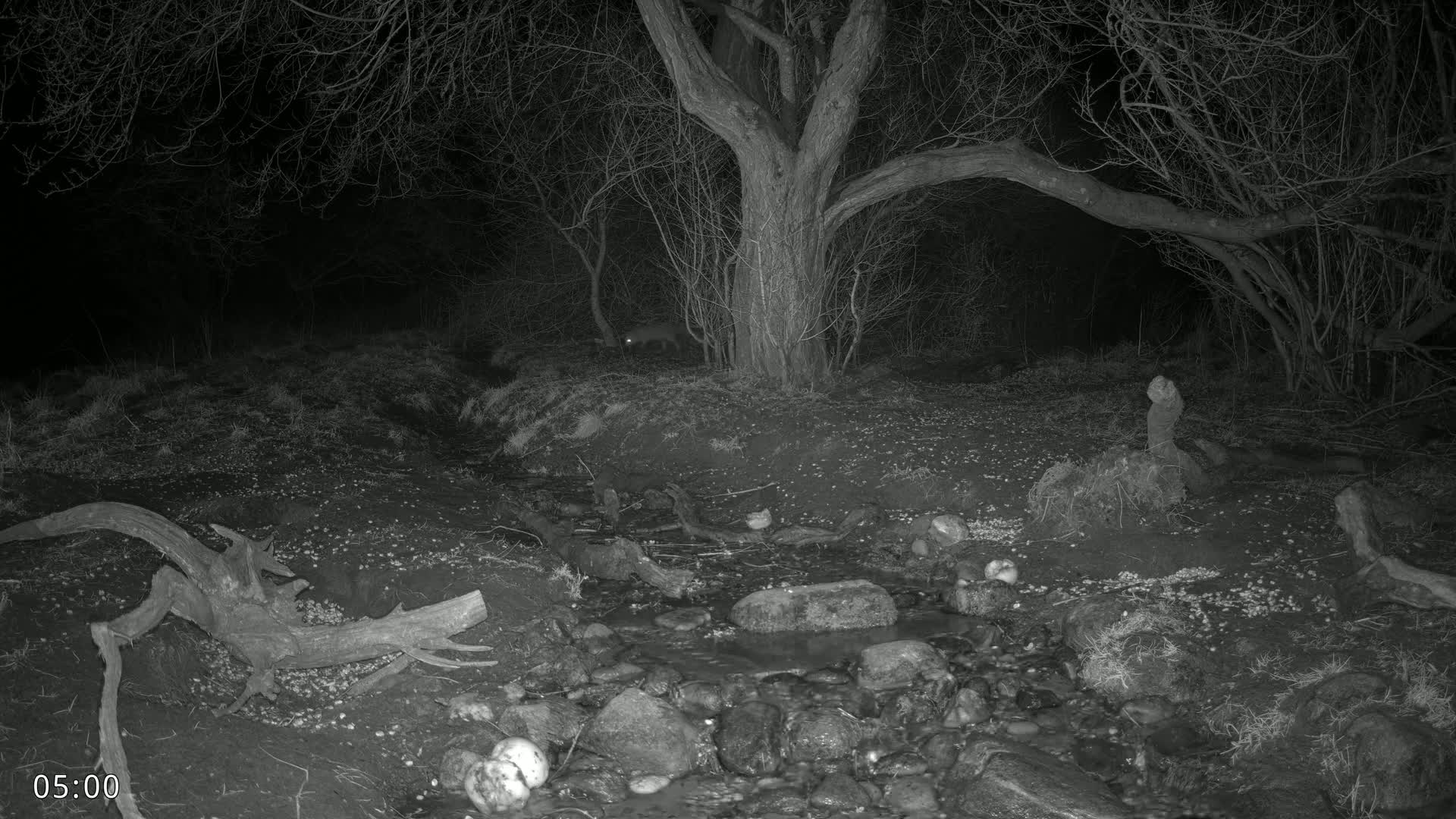 A nighttime infrared image shows a small animal near a rocky stream in a wooded area.