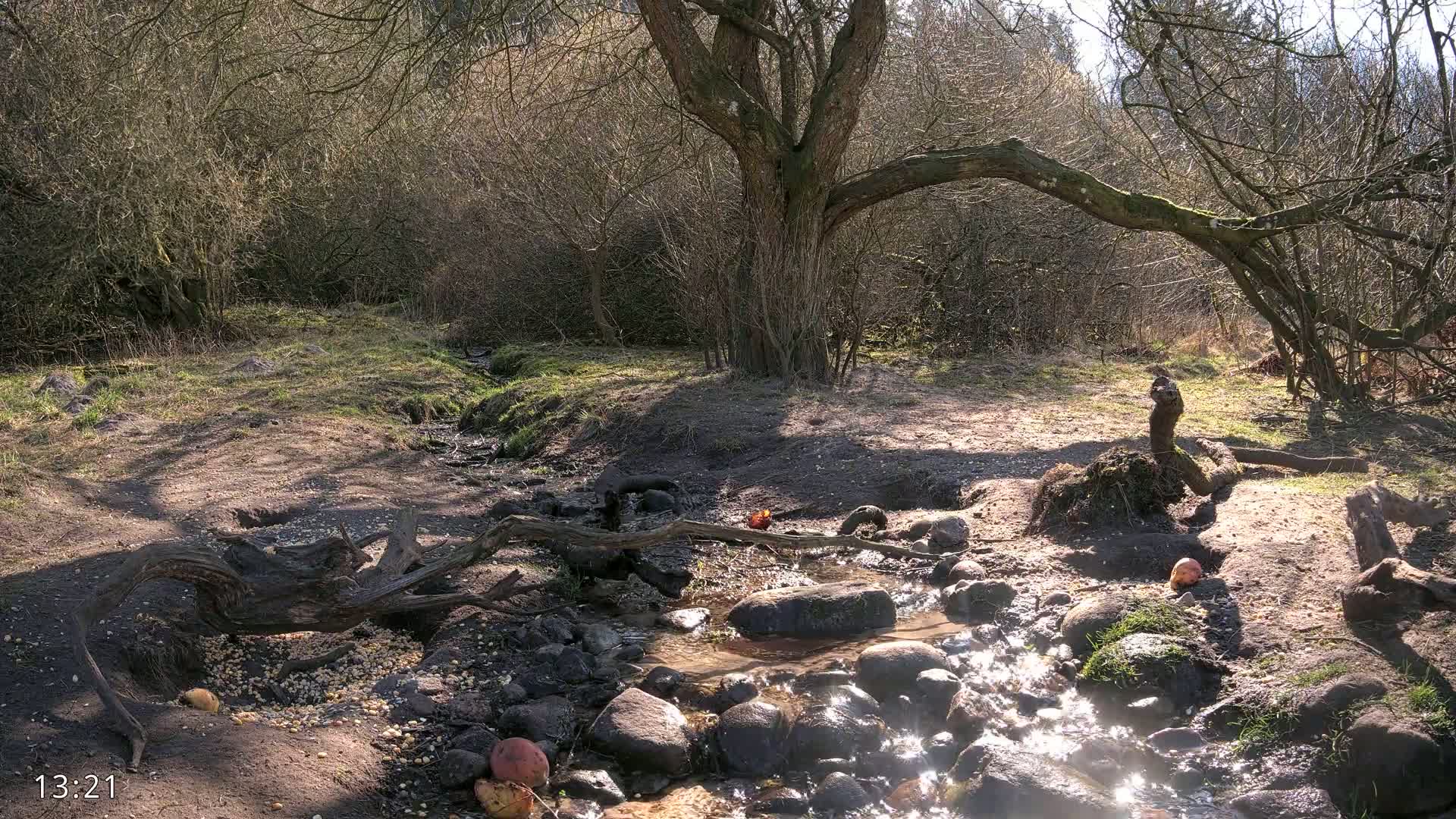 A small stream flows over rocks in a sunny woodland area, with fallen branches and a large tree in the background.