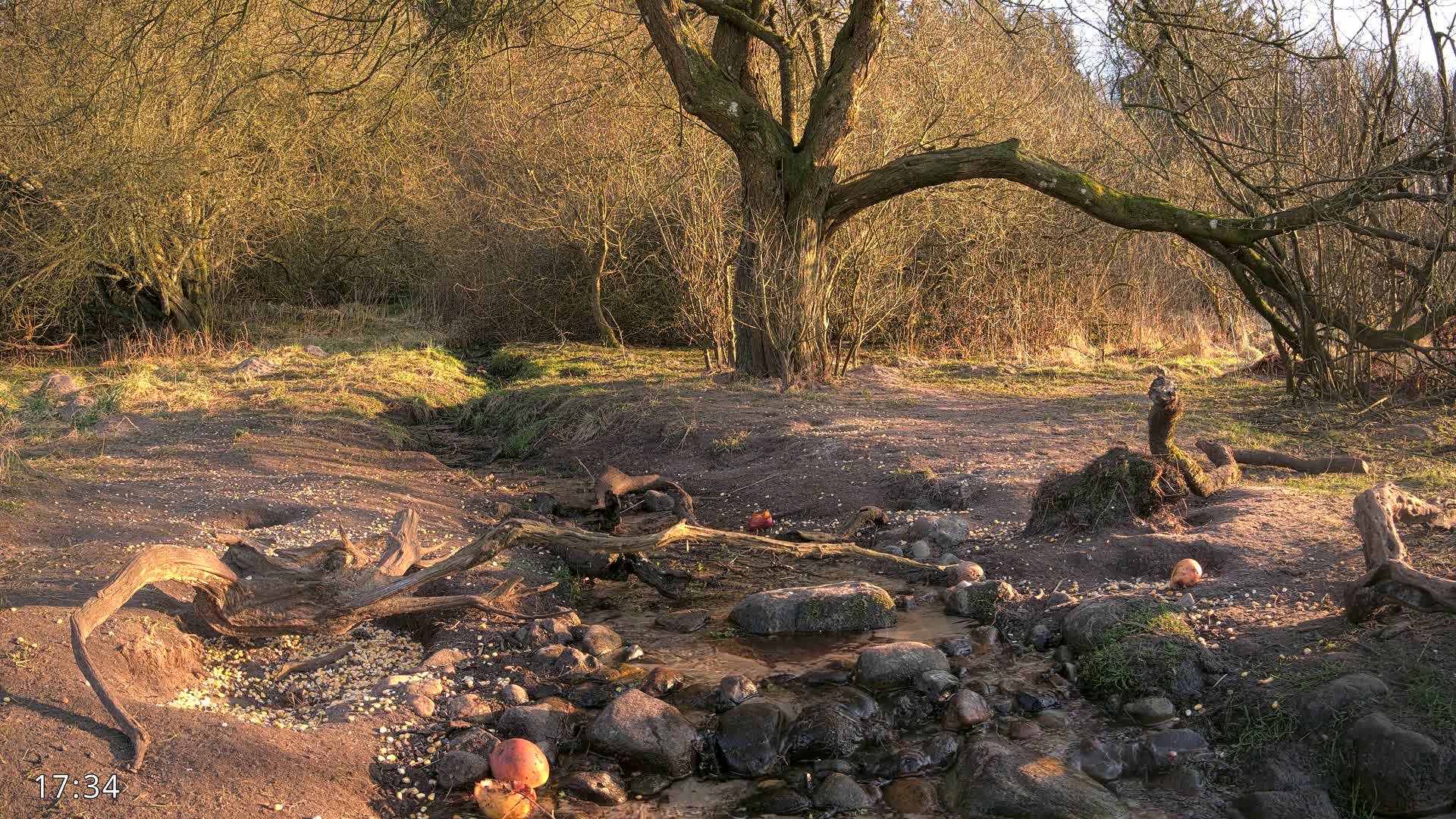A small stream flows through a woodland area bathed in the warm light of late afternoon sun, past fallen logs and rocks.
