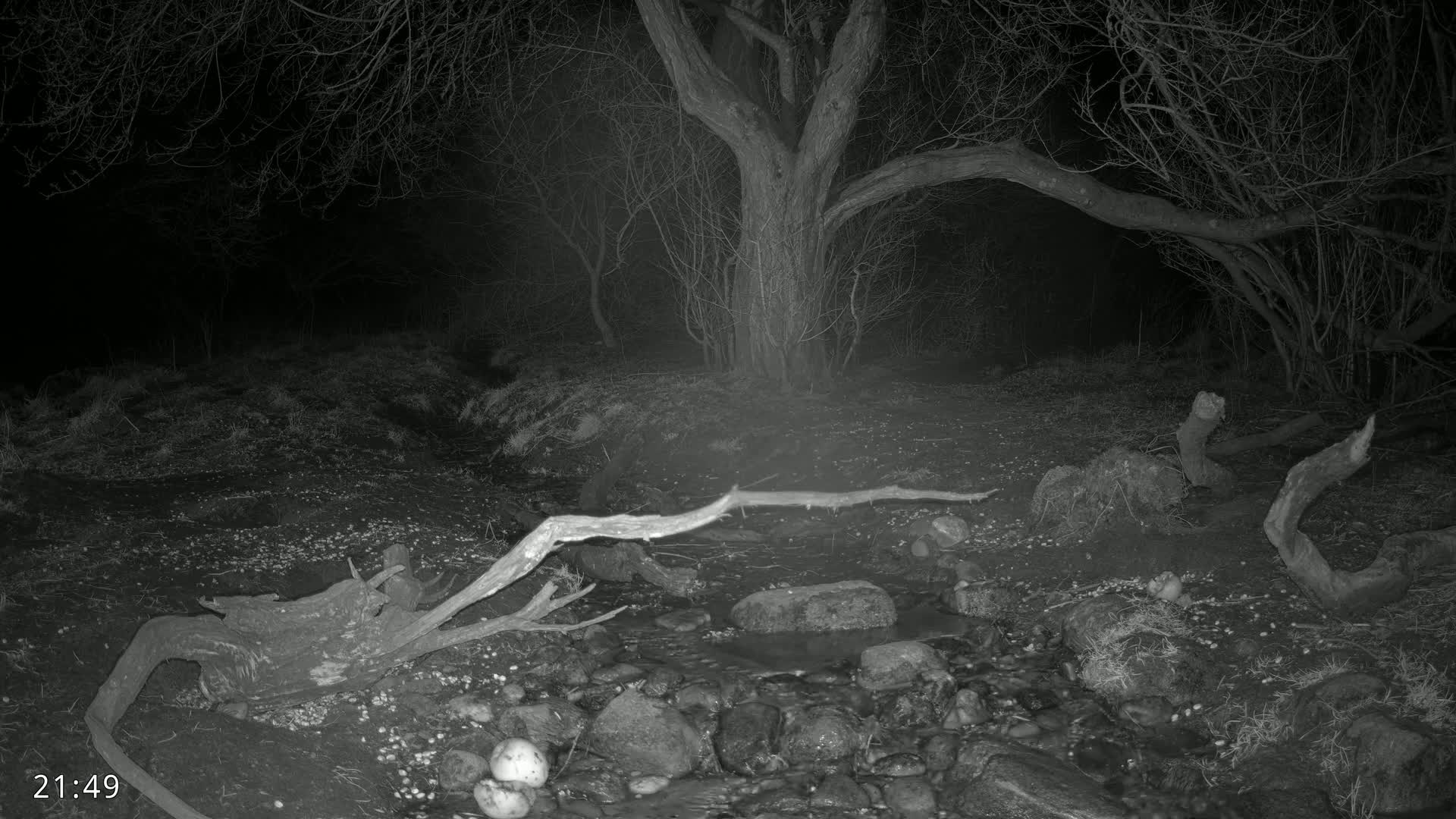 A small stream flows through a dark, nighttime woodland, partially obscured by fallen branches and trees.