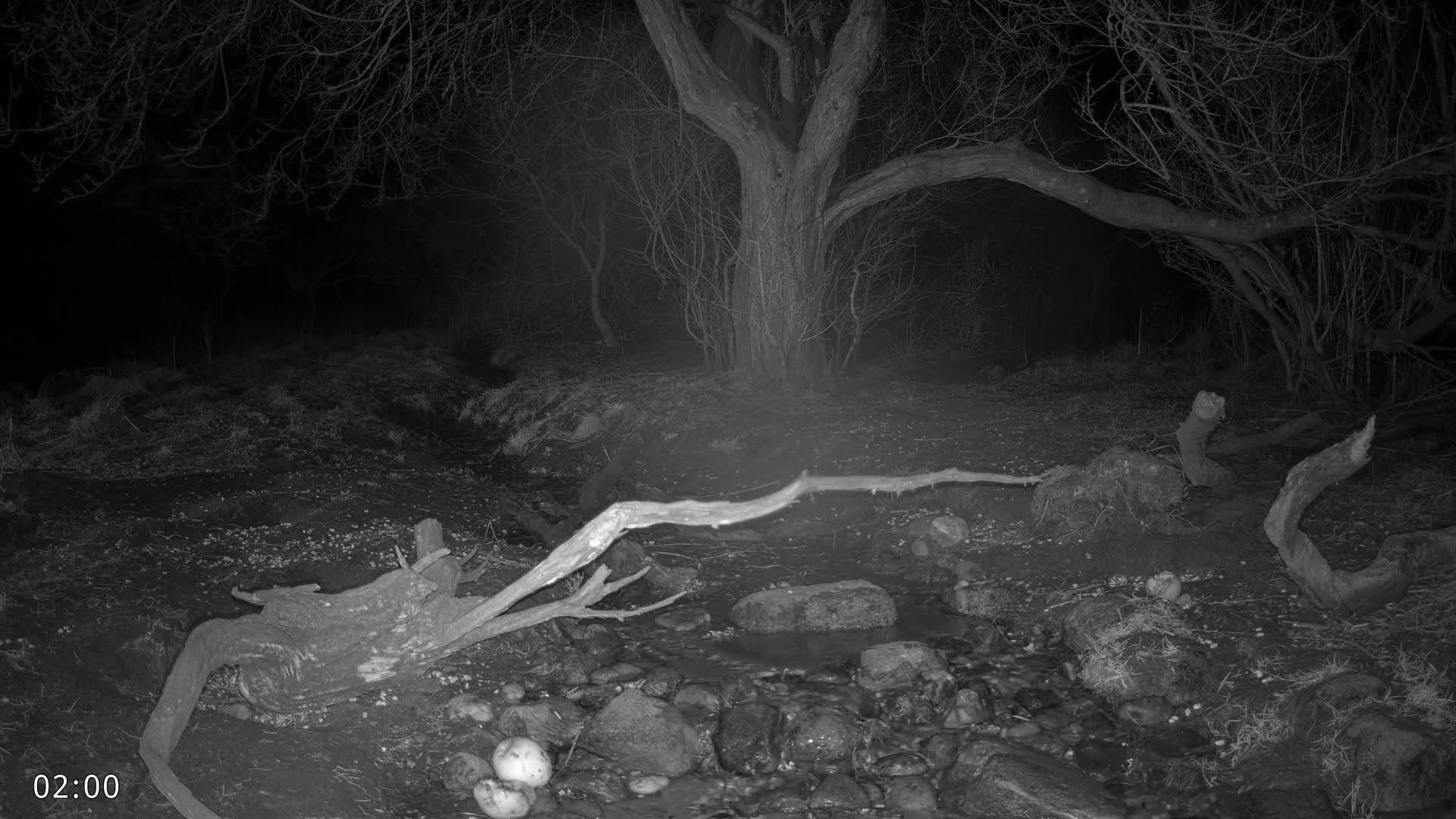 At night, fallen branches lie across a small stream in a dark wooded area.