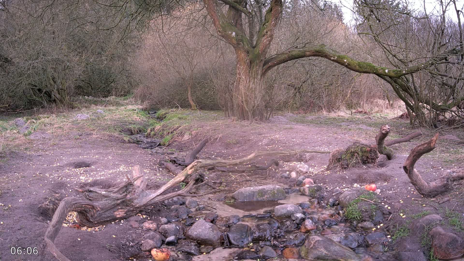 A rocky stream flows through a sparsely vegetated woodland area under an overcast sky, with fallen branches and scattered birdseed on the ground.