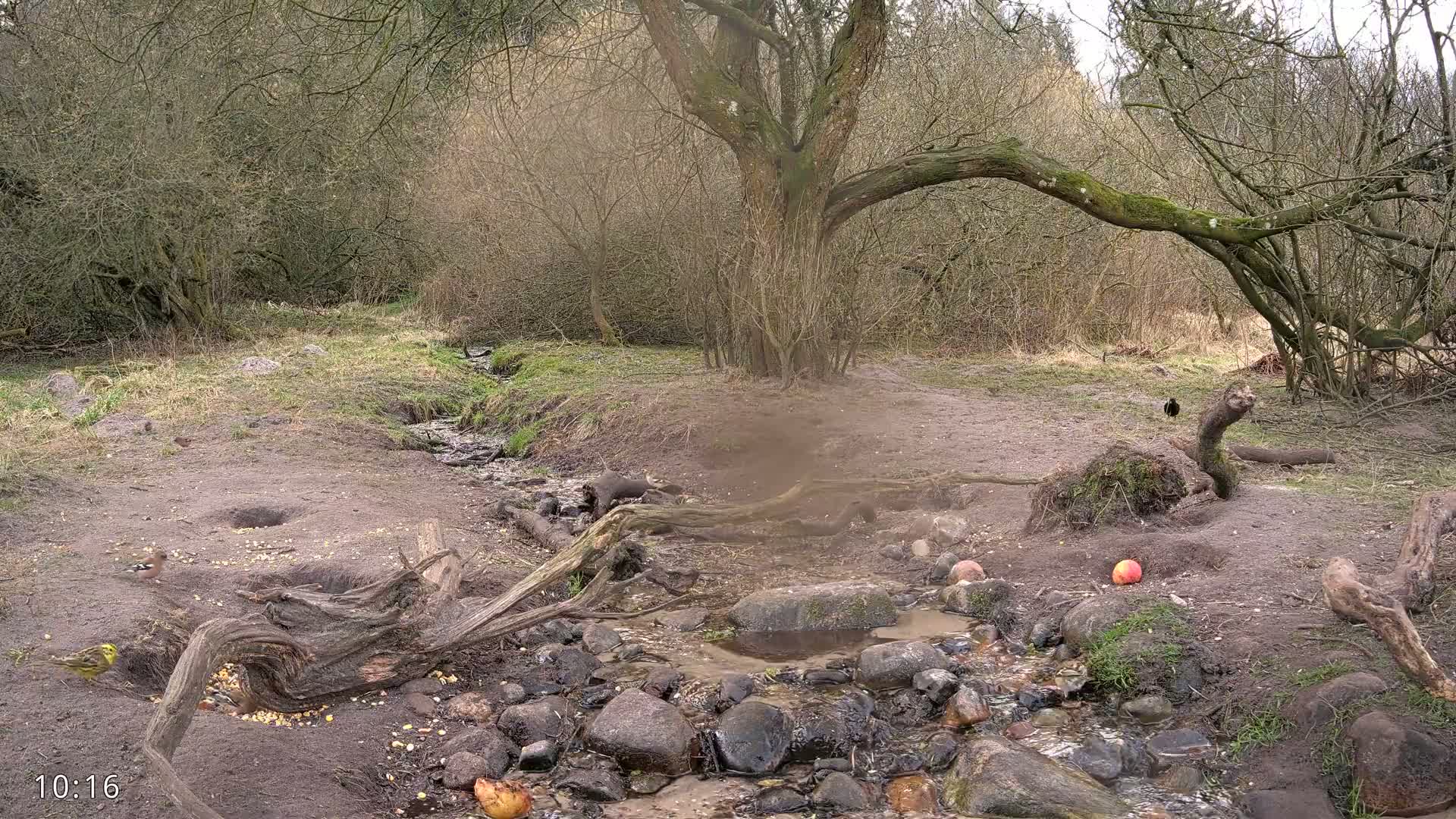 A small stream flows through a dirt area with scattered rocks, fallen logs, and a large tree, surrounded by leafless shrubs and trees under an overcast sky.