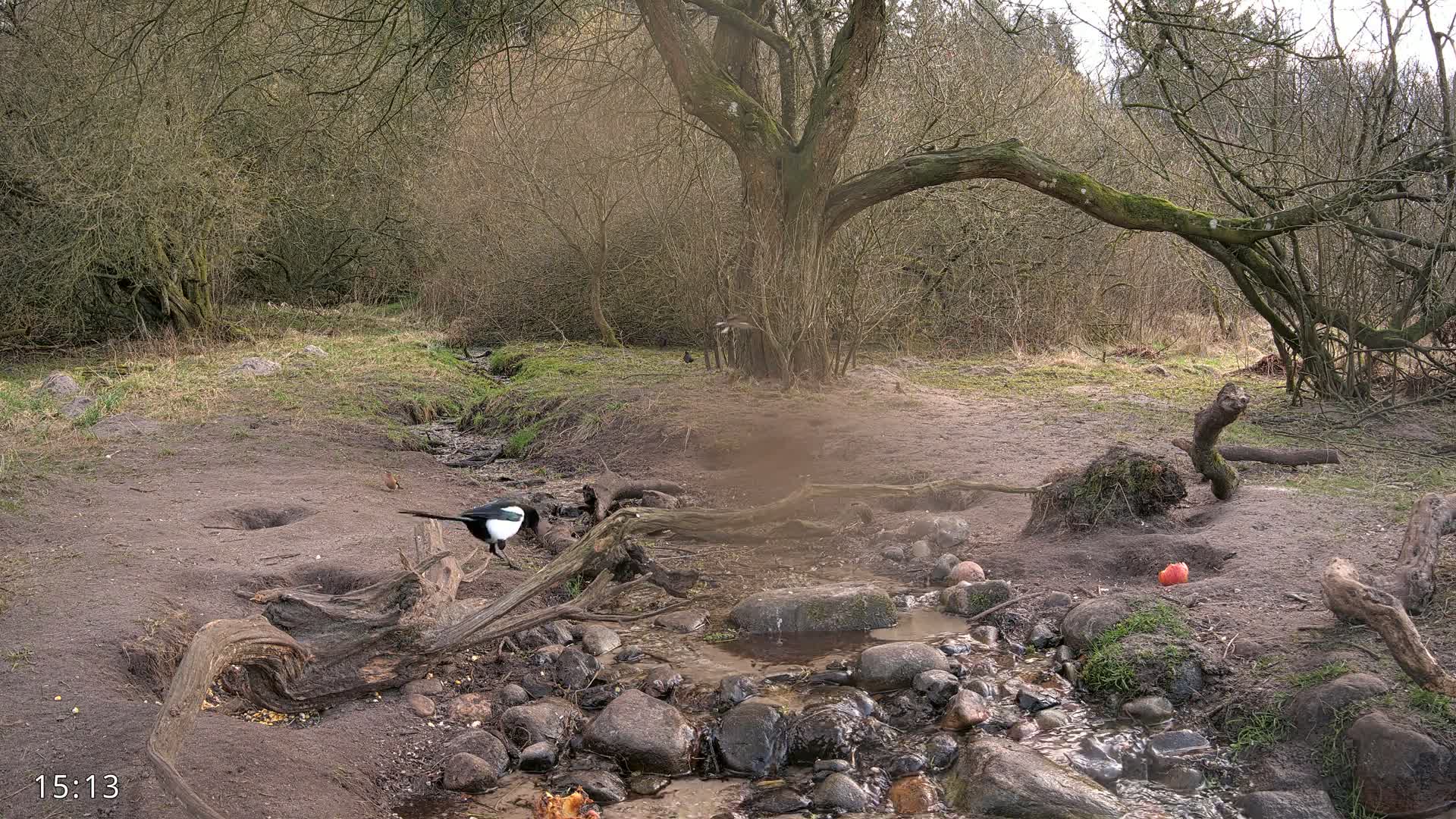 A magpie stands near a small stream in a wooded area with bare trees under a cloudy sky.