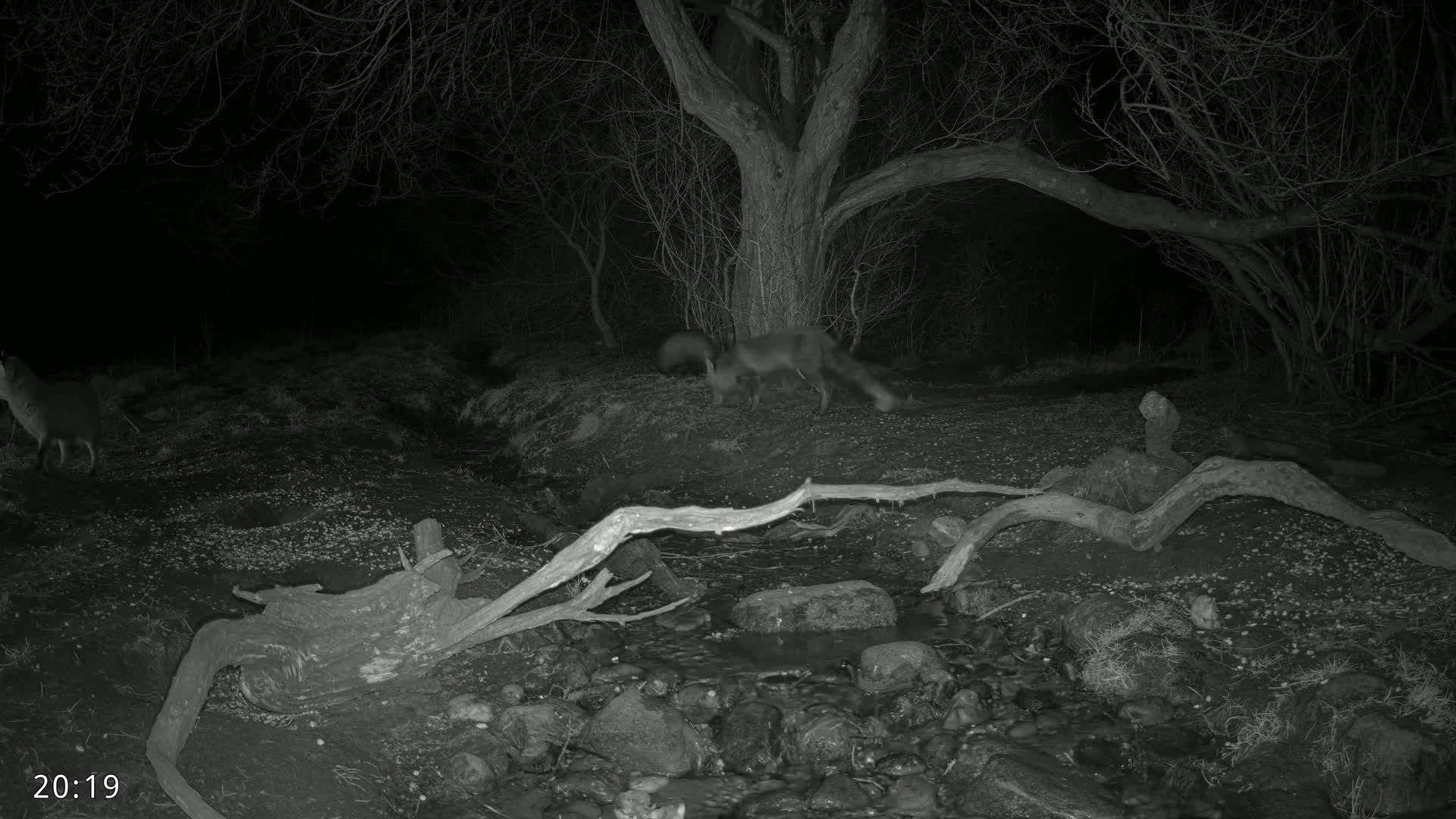 At night, several deer are near a small stream in a wooded area with a large tree and fallen branches.