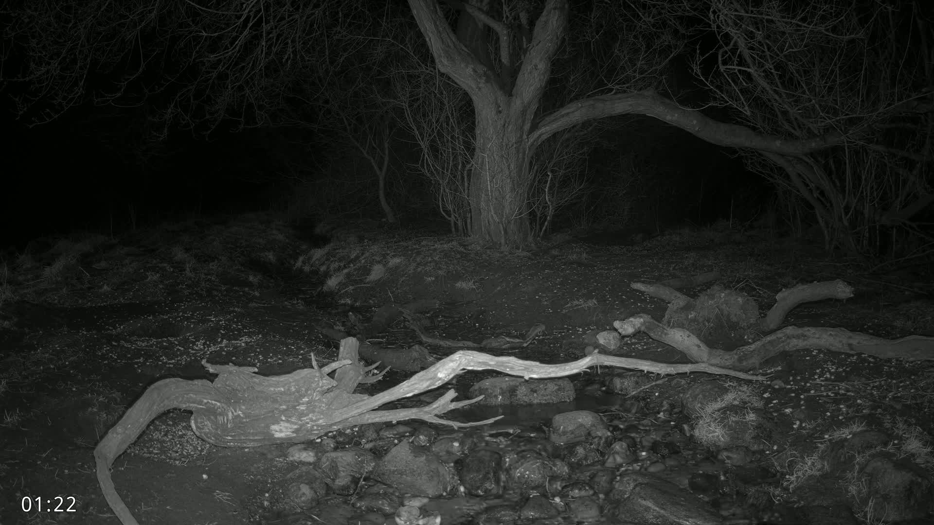 A dark, nighttime scene shows a small stream flowing through a wooded area with fallen tree branches and a large tree in the background.