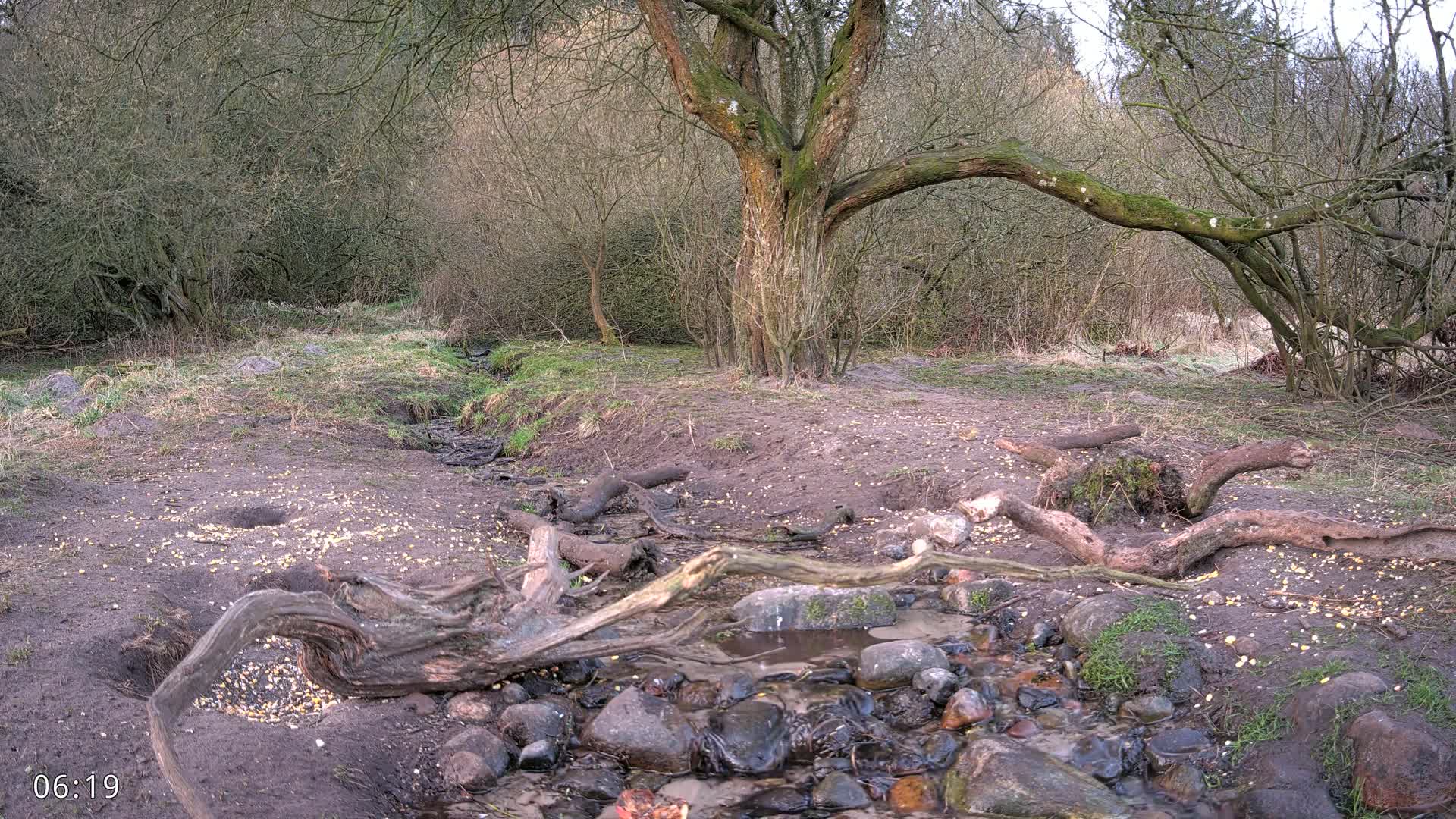 A small stream flows through a woodland area with bare trees and fallen logs scattered around, under an overcast sky.