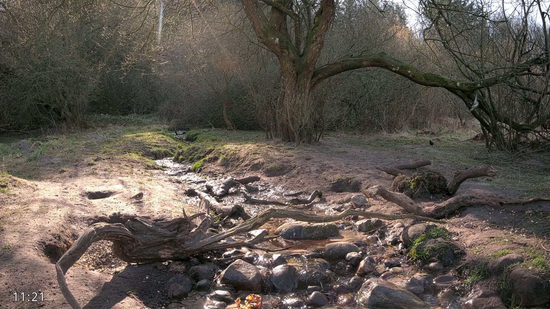 A small stream flows through a wooded area on a sunny day, with fallen logs and exposed tree roots along its banks.