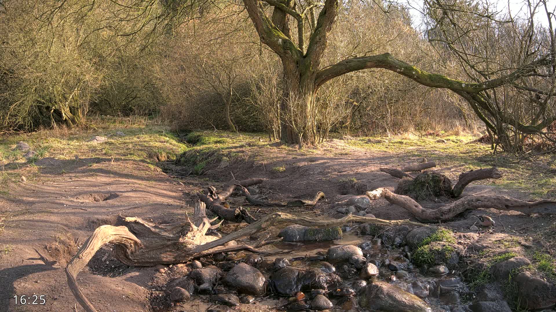 A small stream flows through a sunny, sparsely vegetated woodland area, with fallen logs and a large tree dominating the scene.