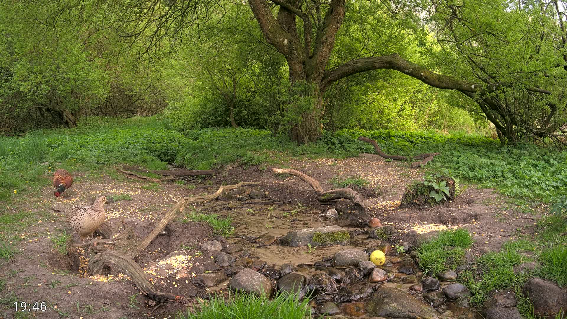 Two pheasants feed near a small stream in a lush green woodland, under a large tree with fallen branches.