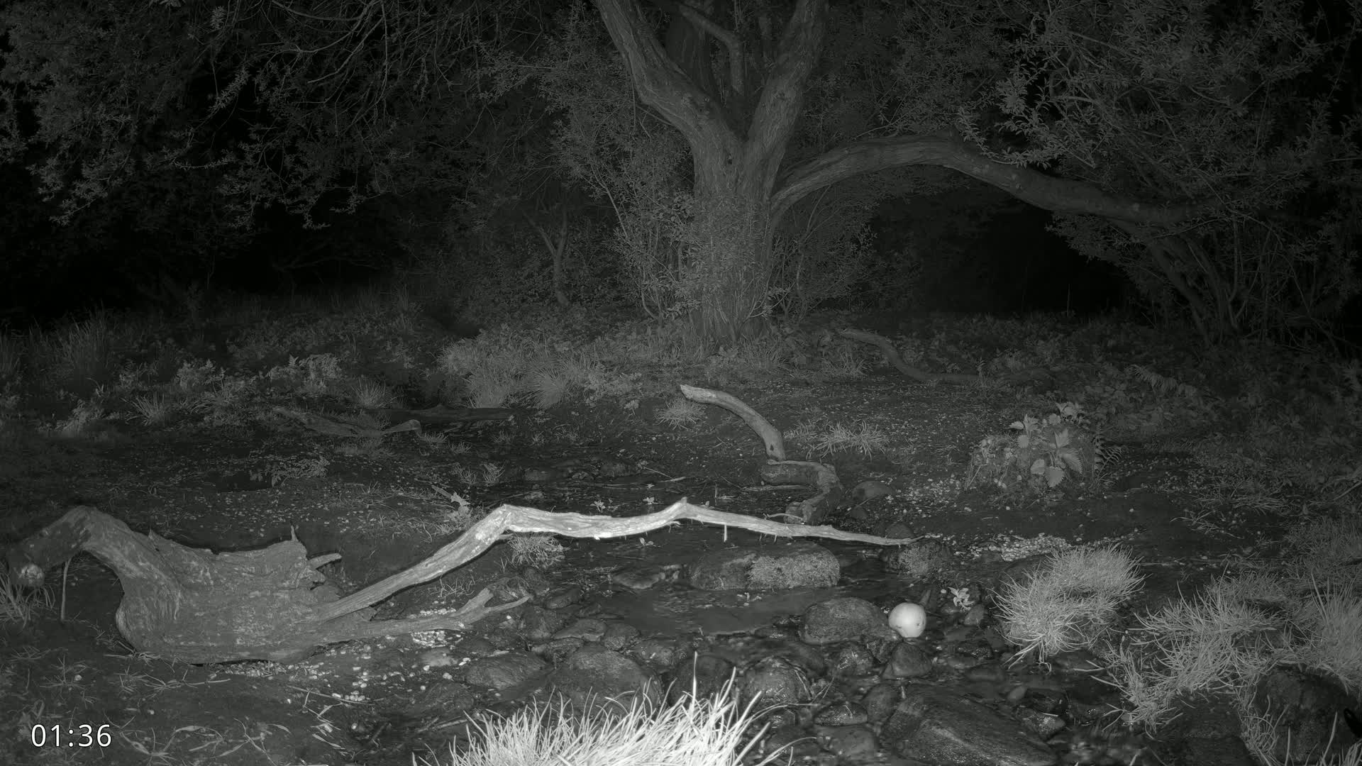 A dark, nighttime woodland scene shows a small stream with fallen branches and a large tree, under a mostly clear night sky.