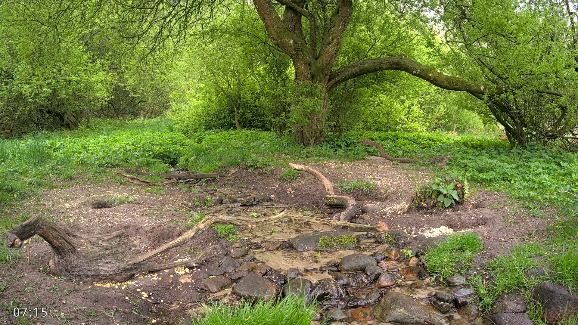 A small stream flows through a lush, green woodland, under the shade of a large tree with its branches reaching out over the water.