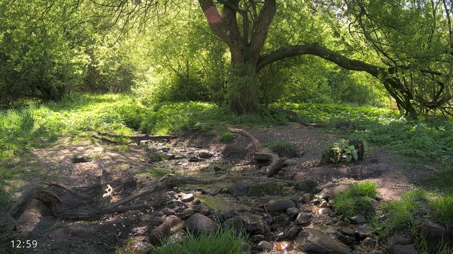 A sunny woodland stream flows over rocks and fallen branches, surrounded by lush green vegetation and a large tree.