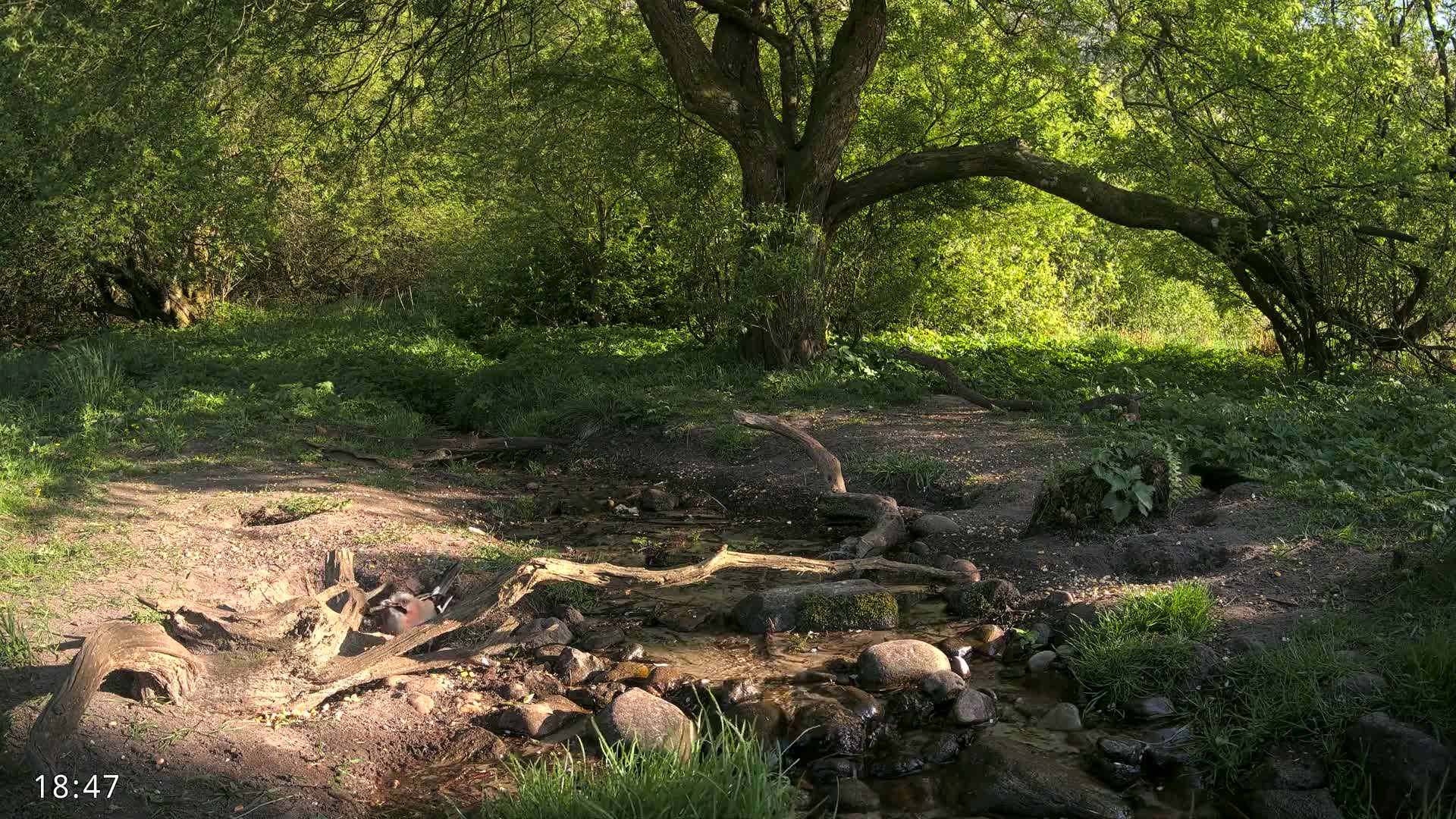 A small stream flows through a sun-dappled woodland, with fallen logs and rocks lining its banks.