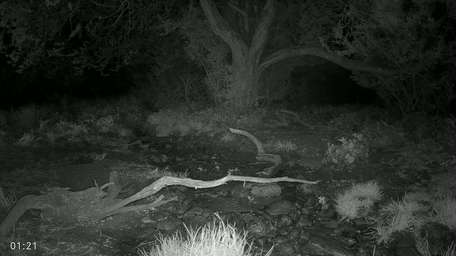 A nighttime, grayscale image shows a small stream flowing through a wooded area with fallen branches and a large tree.