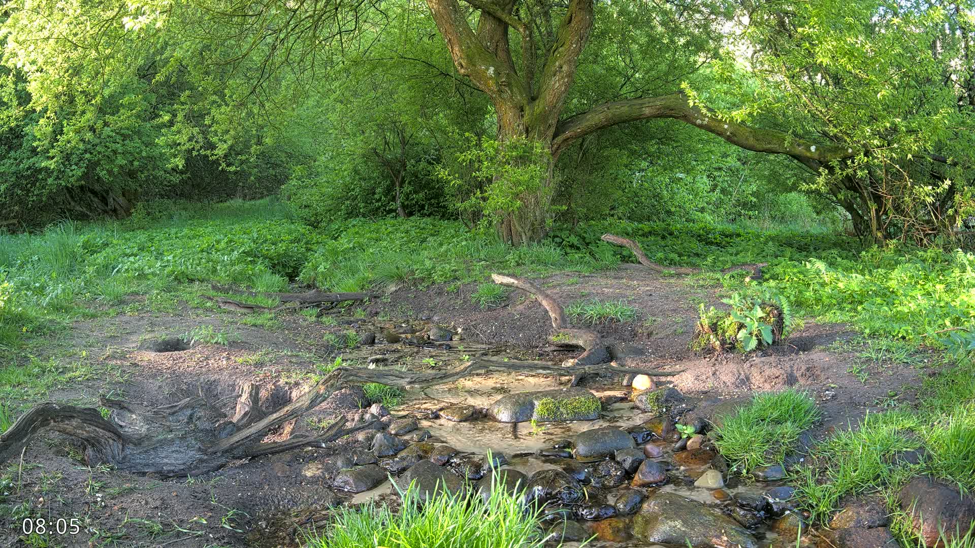A small stream flows through a lush, green forest on a sunny day, its banks lined with rocks and surrounded by leafy trees and vegetation.