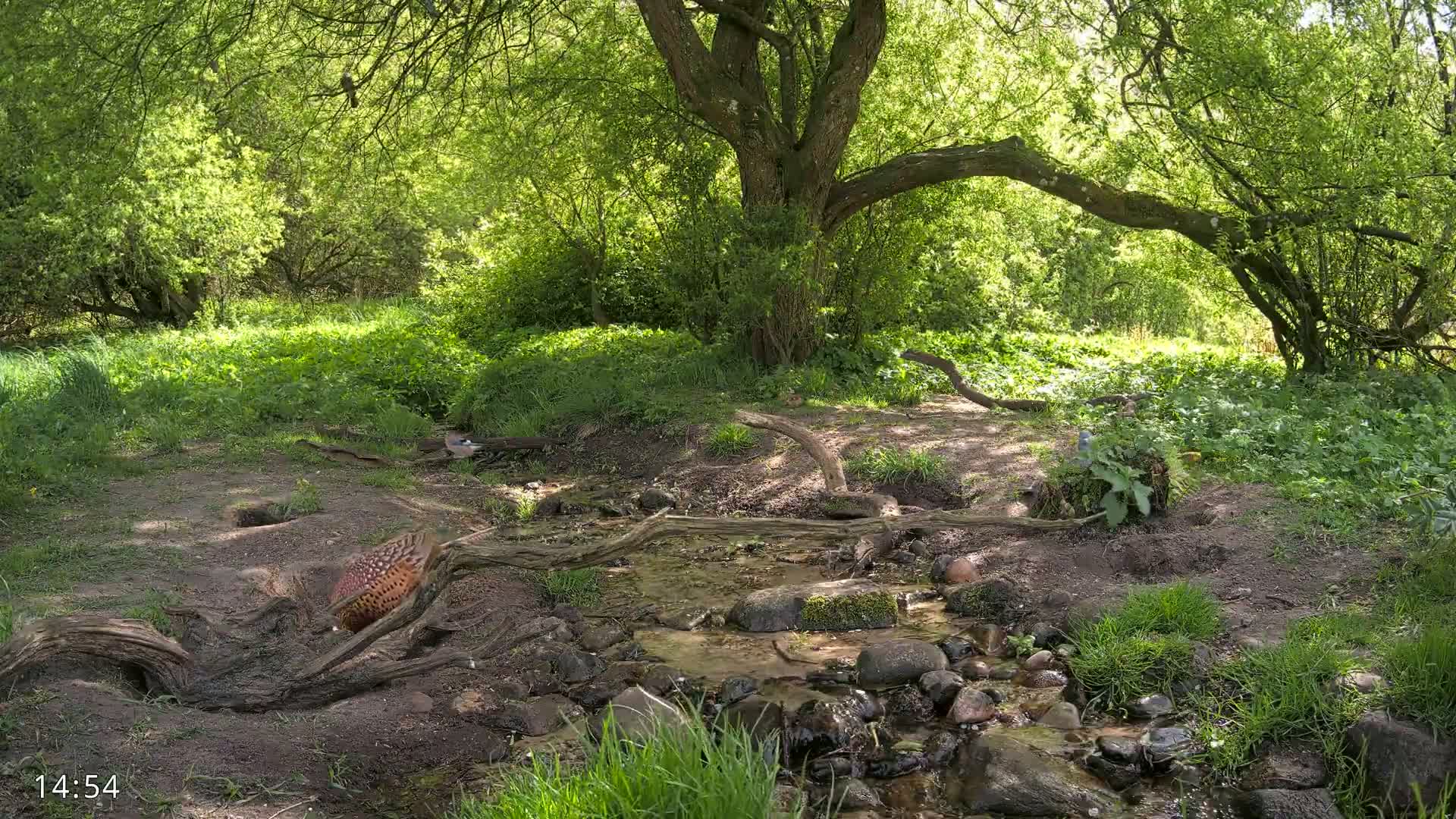 A small stream flows through a sun-dappled woodland, where a pheasant is near a fallen log, and birds are perched on branches.