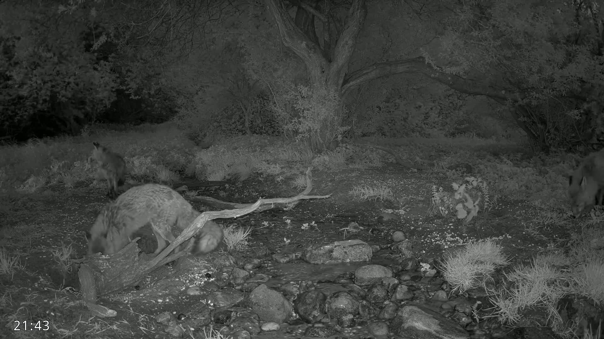 Two foxes are near a small stream at night in a wooded area.