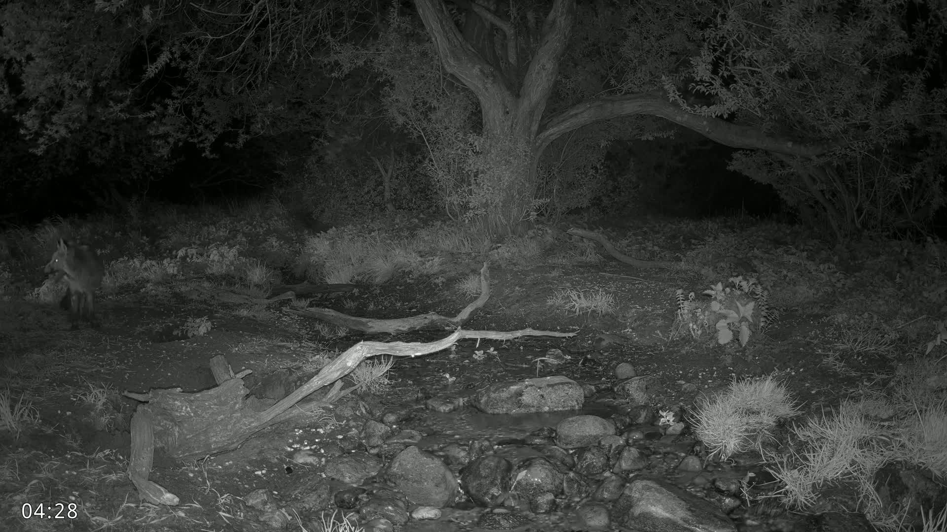 A fox stands near a small stream at night in a wooded area under a large tree.