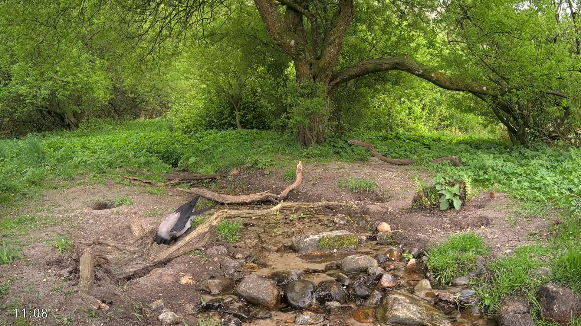 A hooded crow is near a small stream in a lush green woodland, under a large tree with branches reaching the ground.