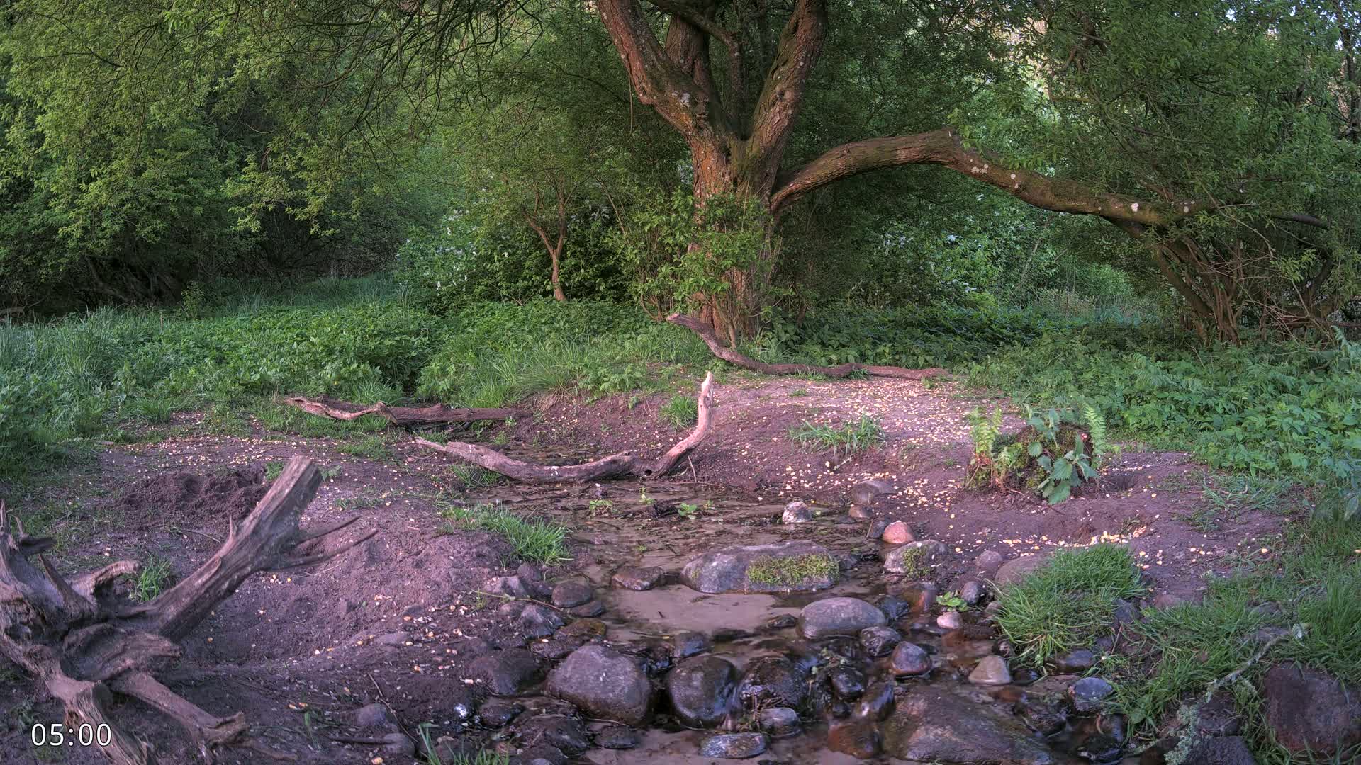 A small stream flows through a lush green forest, under the shade of a large tree, with scattered logs and rocks along its banks.