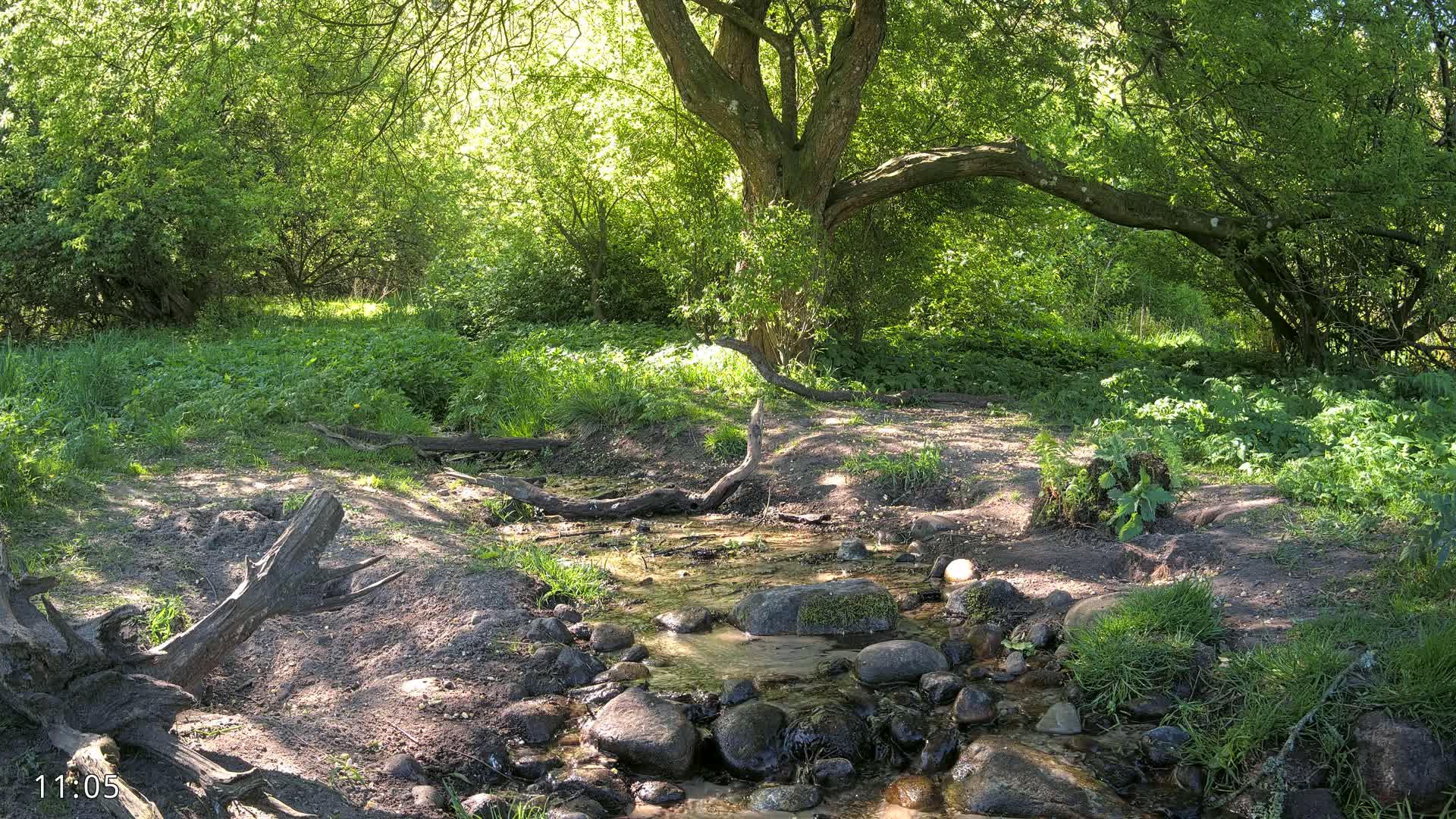 A small stream flows over rocks through a sun-dappled woodland.