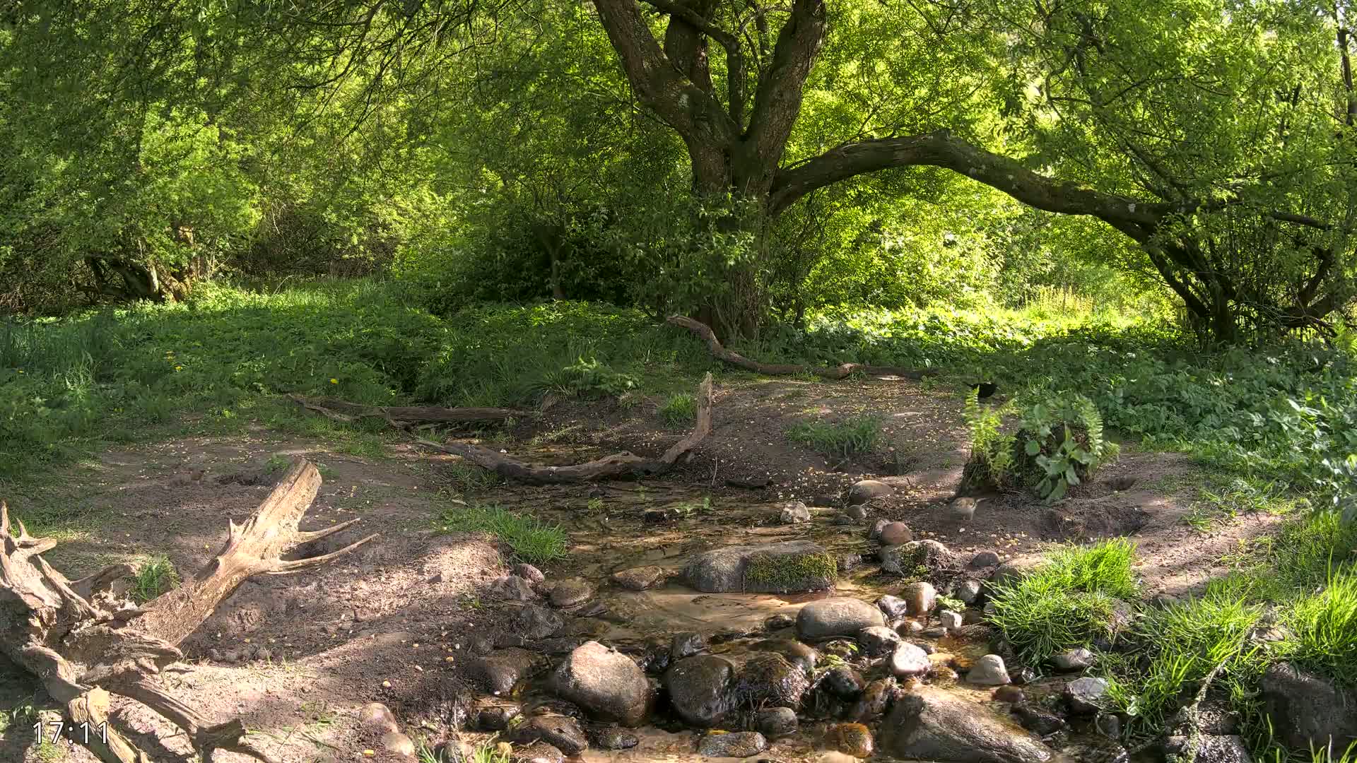 A small stream flows over rocks in a sun-dappled forest with lush green vegetation.