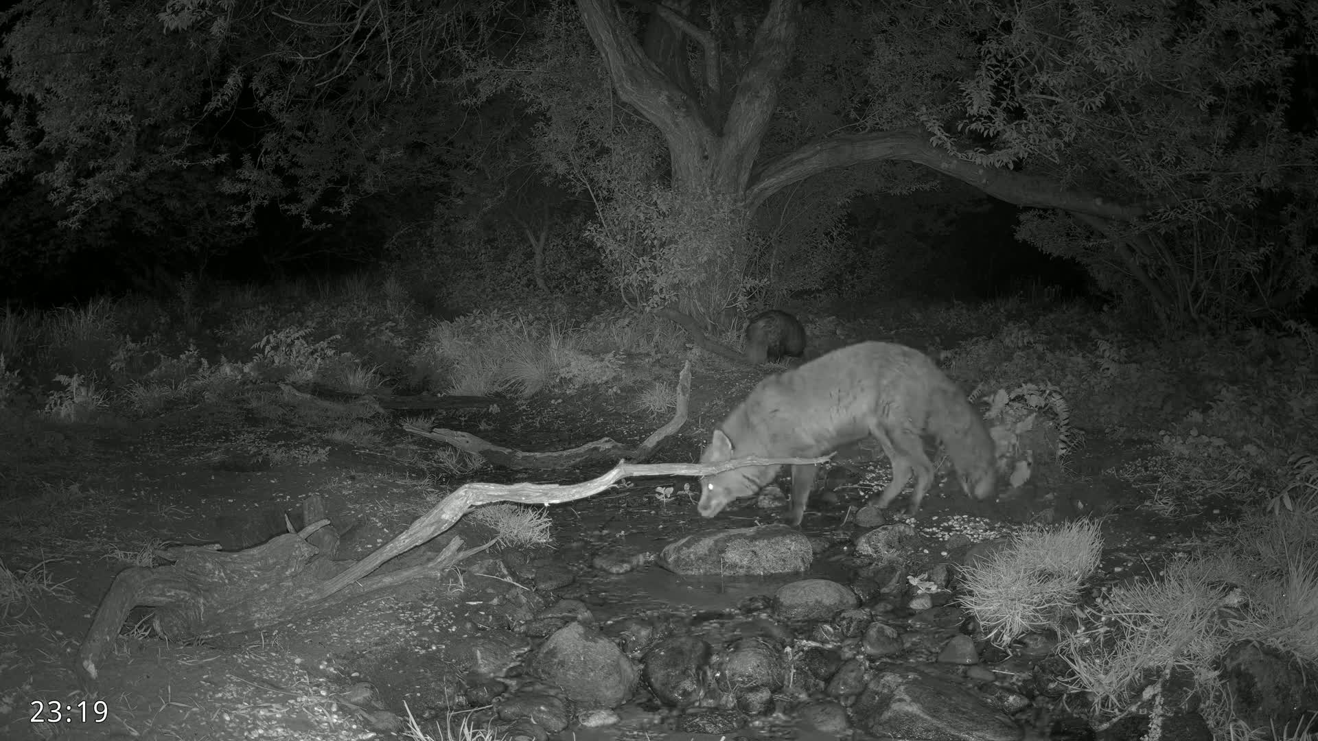A fox drinks from a shallow stream at night in a wooded area, with another animal visible in the background.