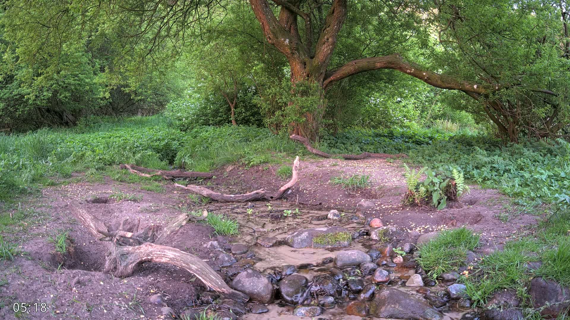 A small stream flows through a lush green forest, under the shade of a large tree, with fallen branches scattered along the bank.