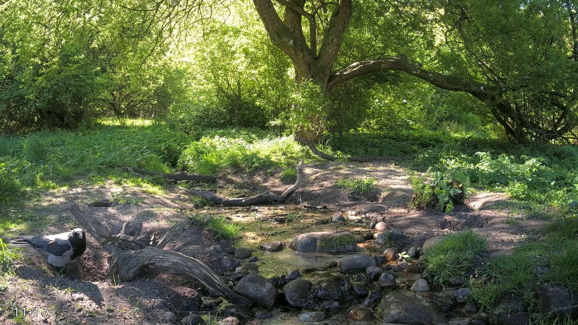 A crow stands near a small stream flowing through a sun-dappled green woodland.