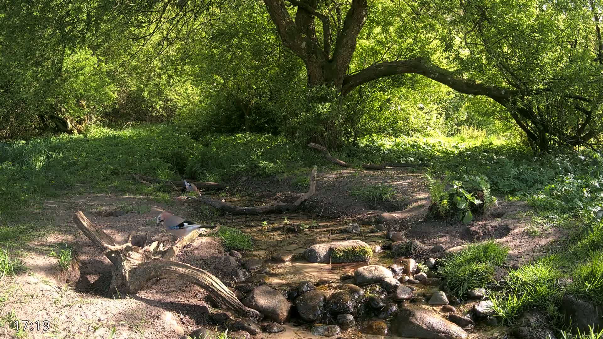 A jay bird stands near a small stream flowing over rocks in a sun-dappled woodland.