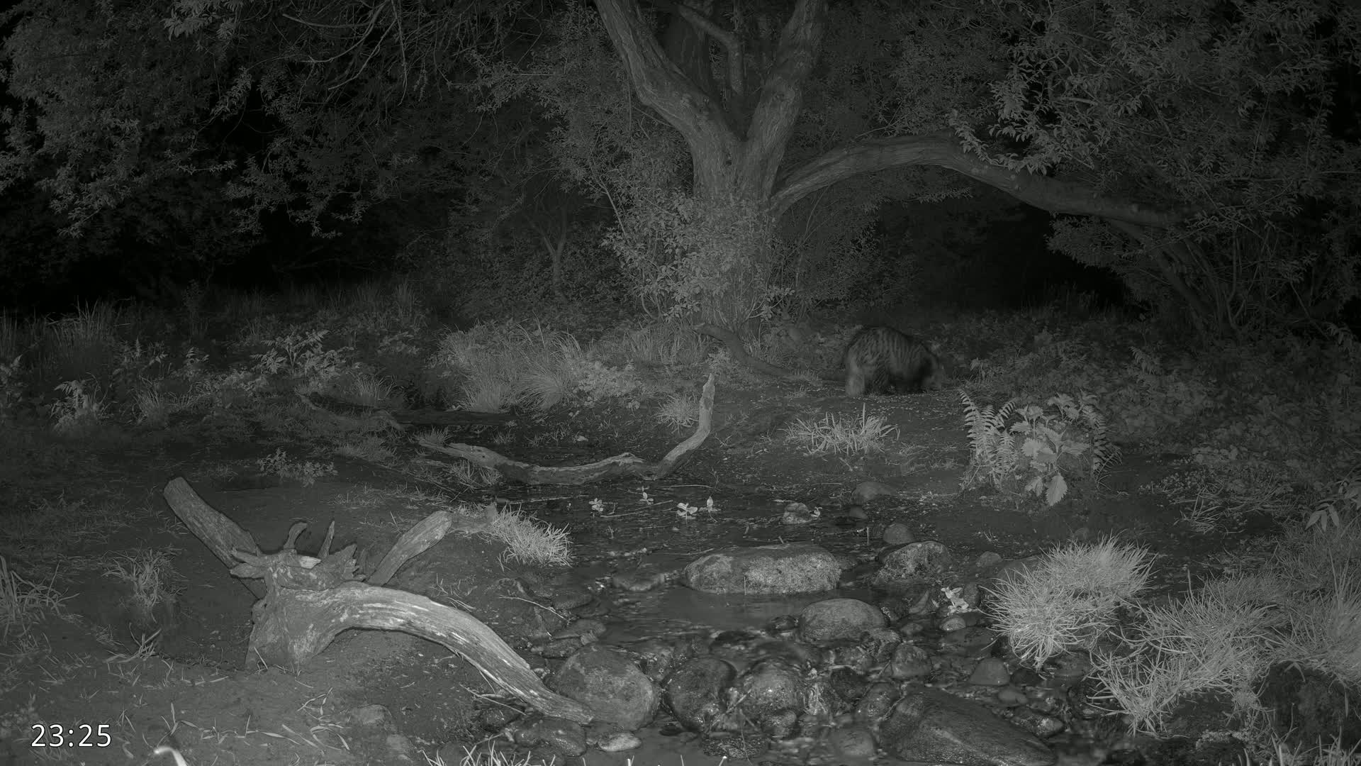A nocturnal mammal stands near a small stream in a dark, wooded area at night.