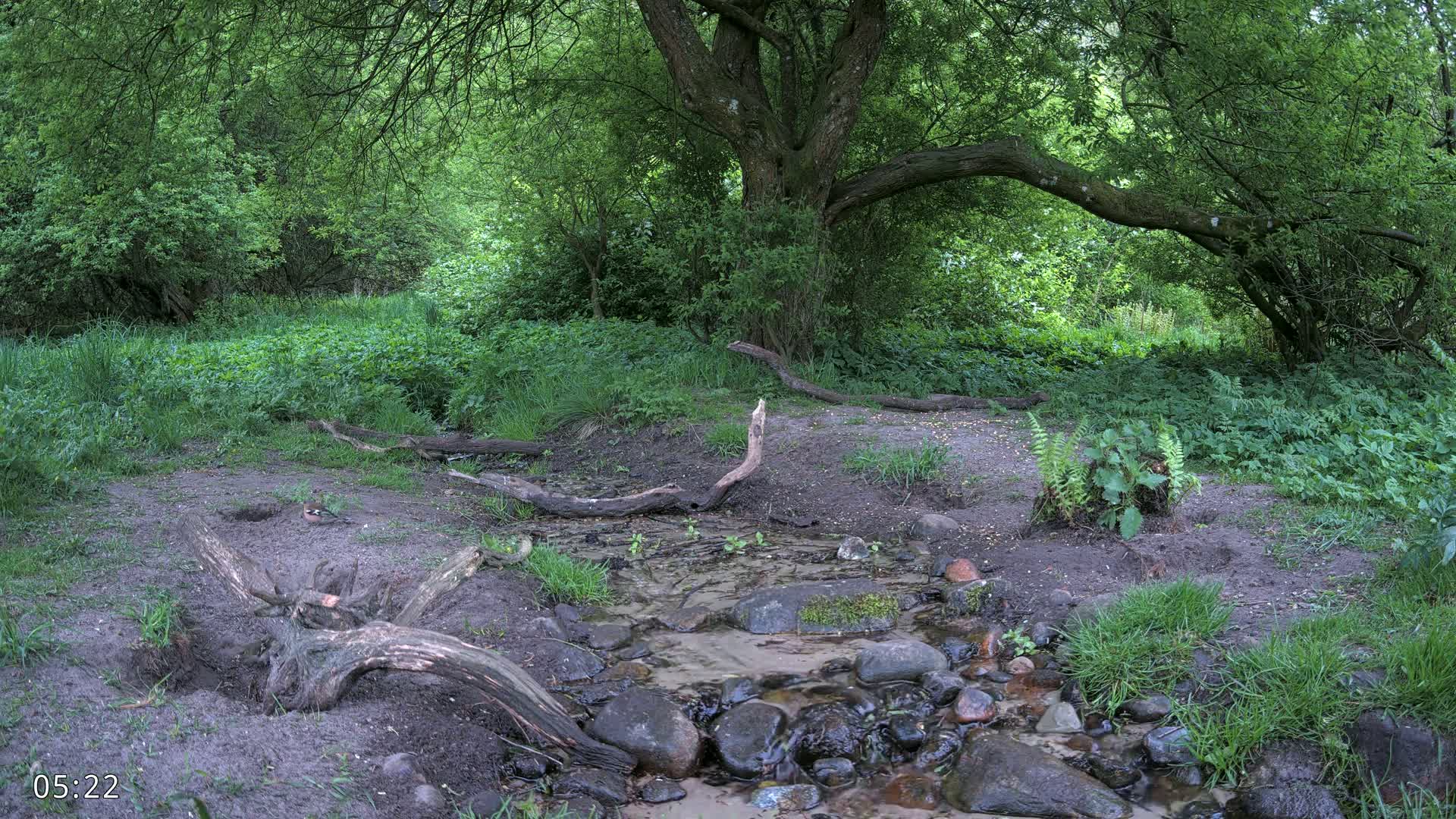 A small stream flows through a lush, green woodland area, with fallen branches scattered around the banks.