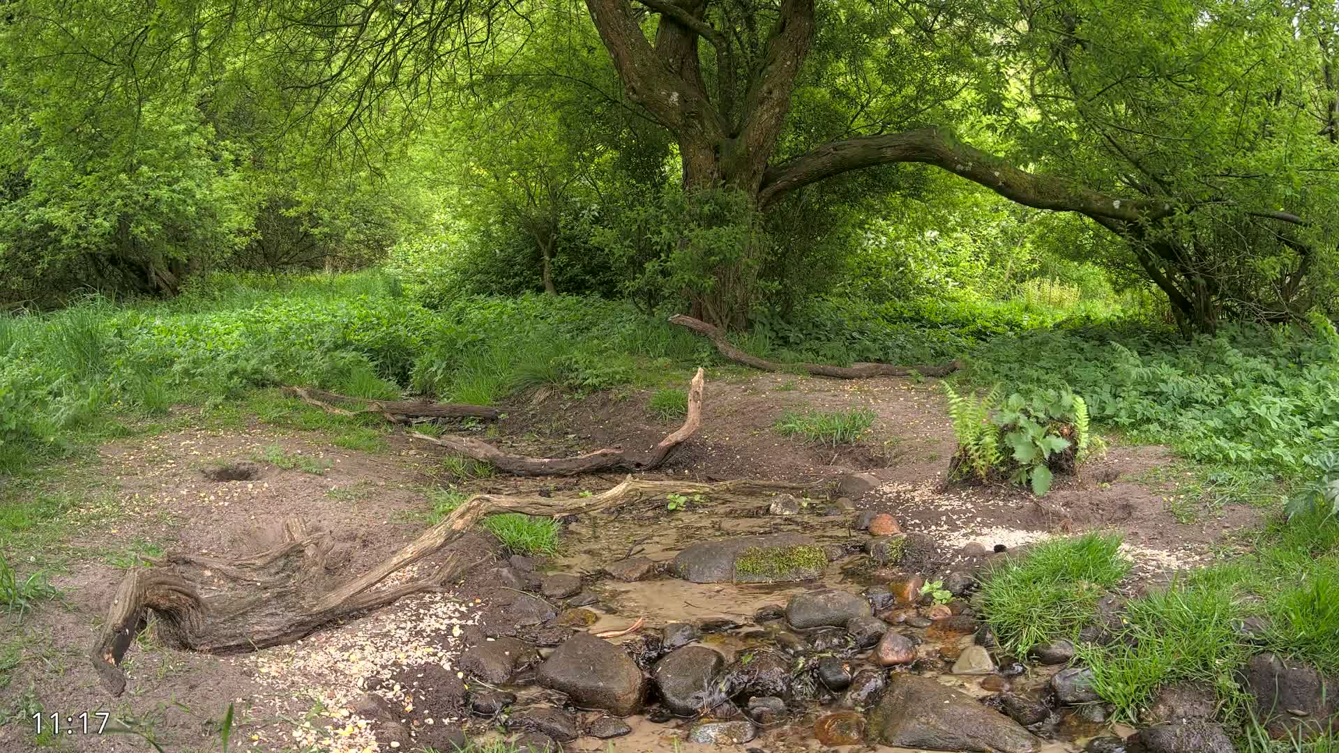 A small stream flows through a lush green forest under a large, leafy tree on a partly sunny day.