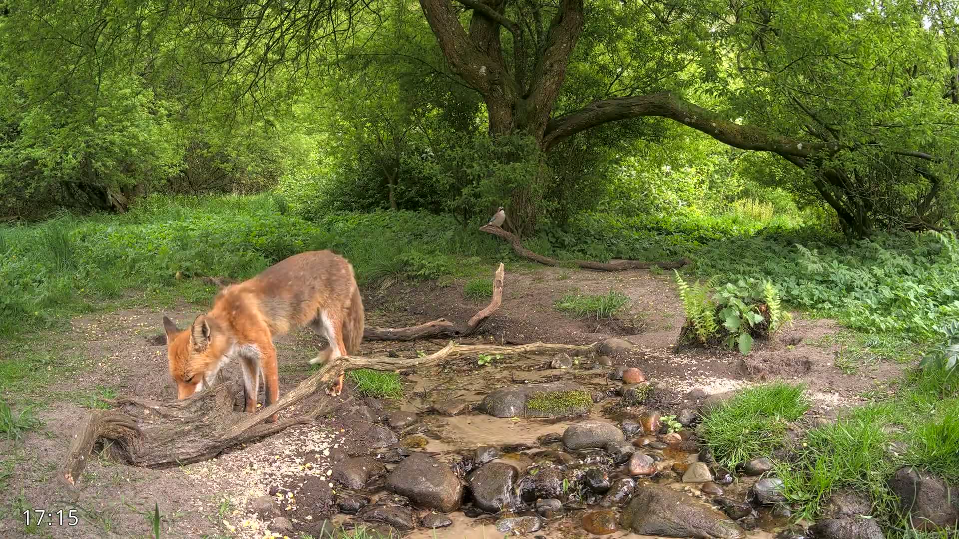 A red fox bends over a small stream in a lush green woodland, near a bird perched on a branch.