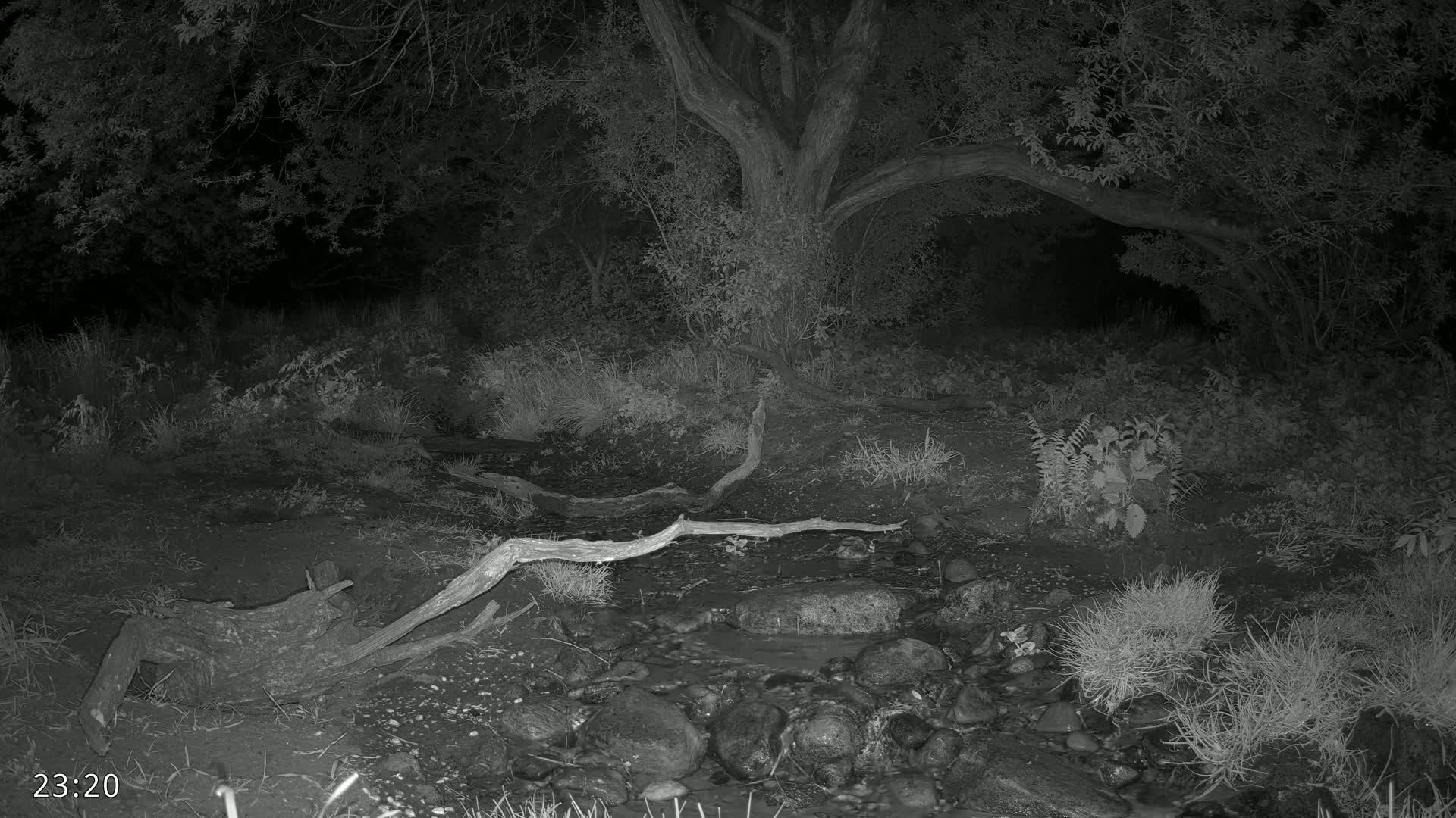 At night, a small stream flows through a wooded area, with fallen logs lying across it near a large tree.