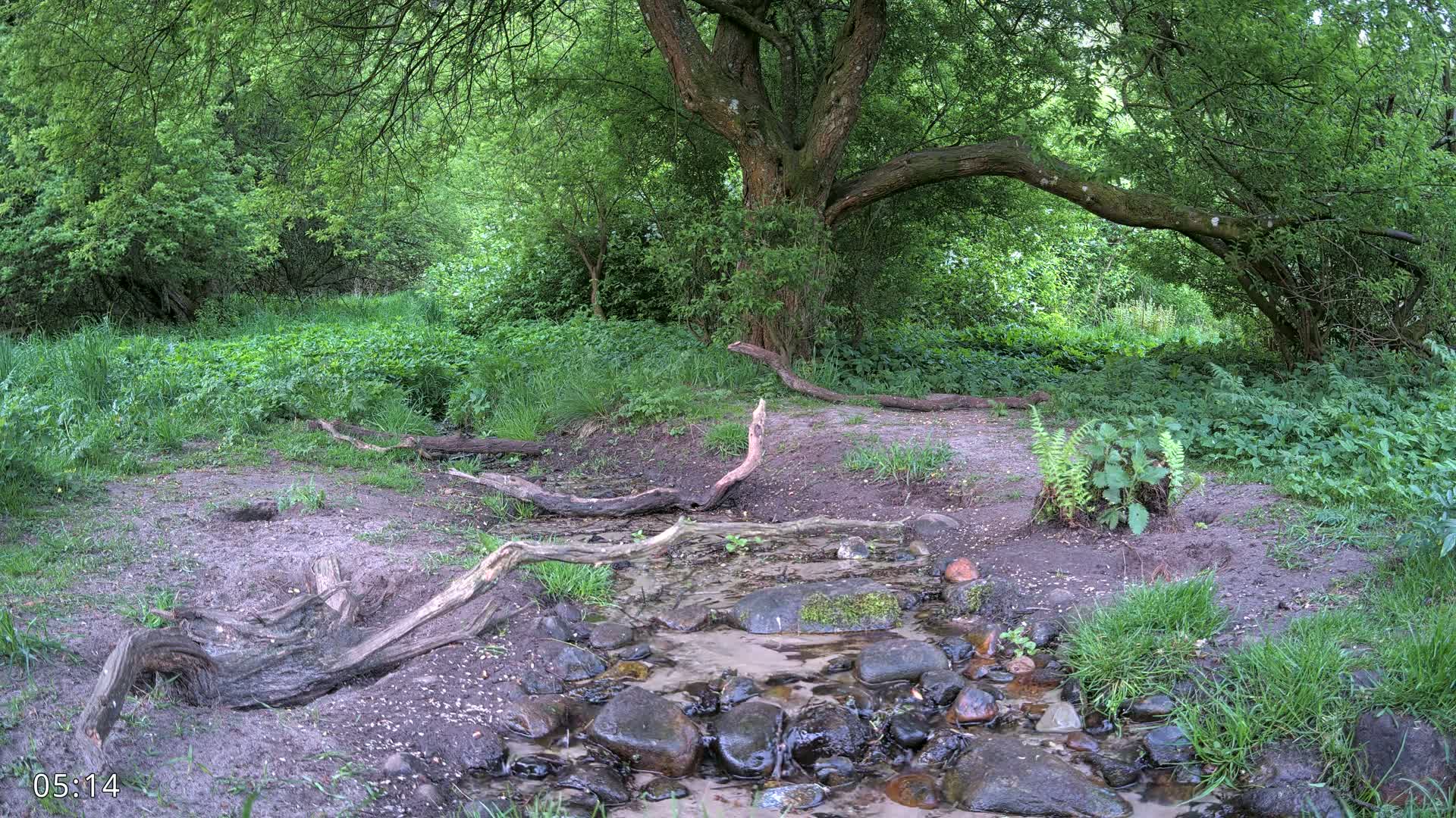 A small stream flows through a lush, green forest with fallen branches and large rocks lining its banks.