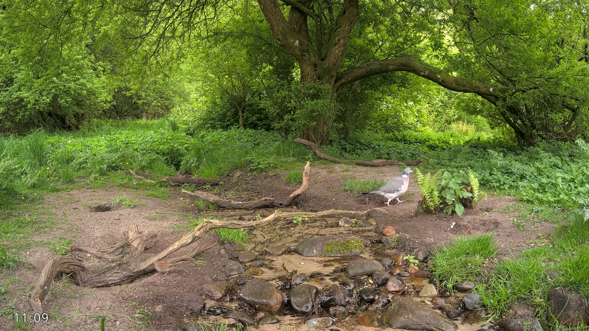 A wood pigeon stands near a small stream in a lush green woodland under a large tree on a partly sunny day.