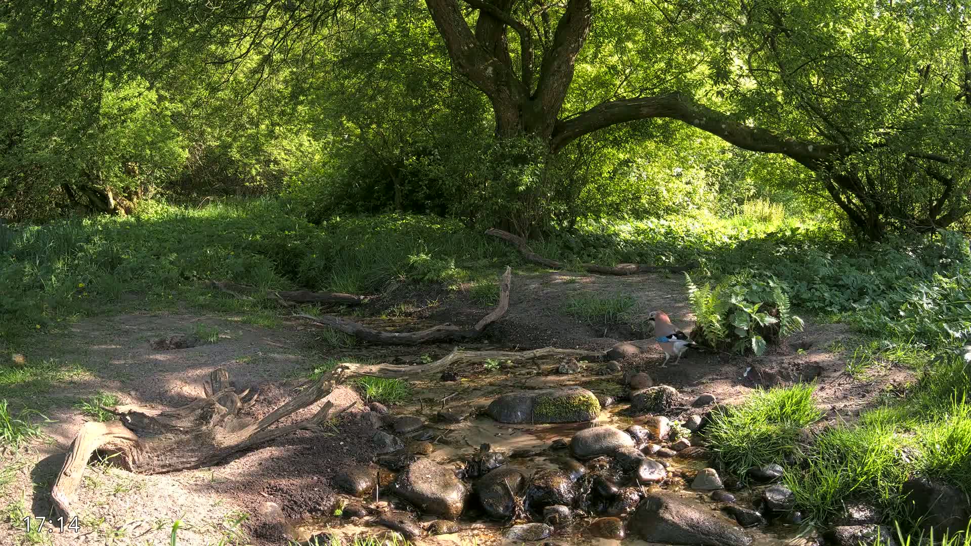 A jay stands near a shallow stream flowing over rocks in a sunny, lush green woodland.