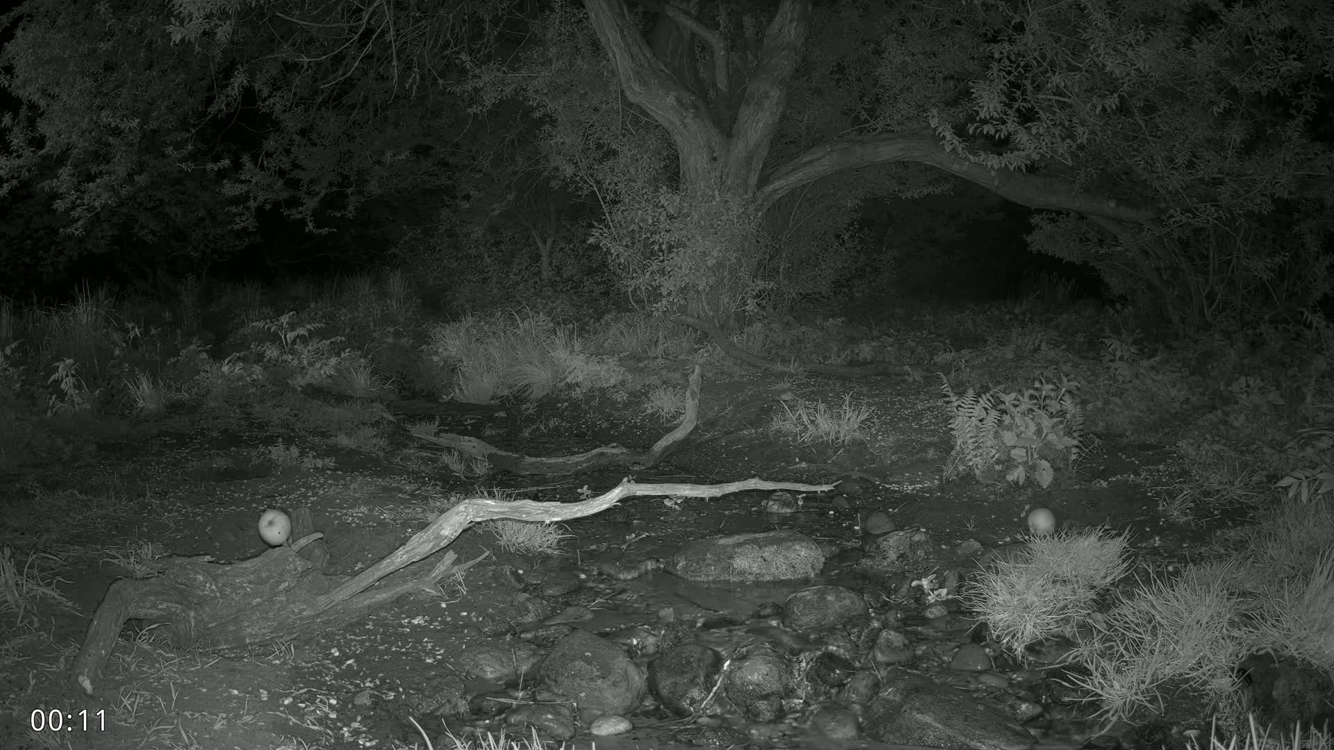 At night, two round objects rest near a small stream flowing over rocks, surrounded by trees and vegetation.