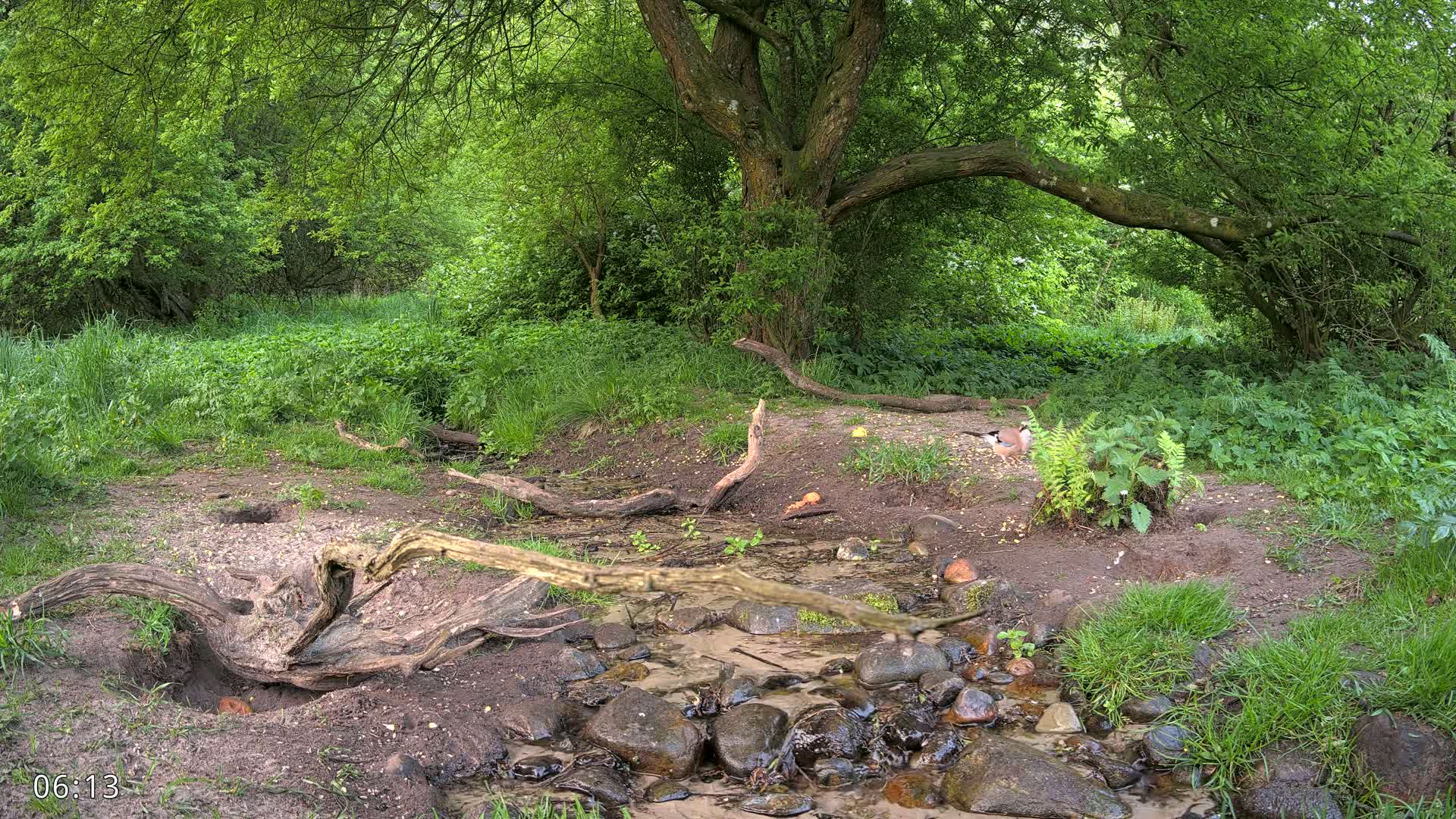 A bird stands near a small stream in a lush green forest under the shade of a large tree.