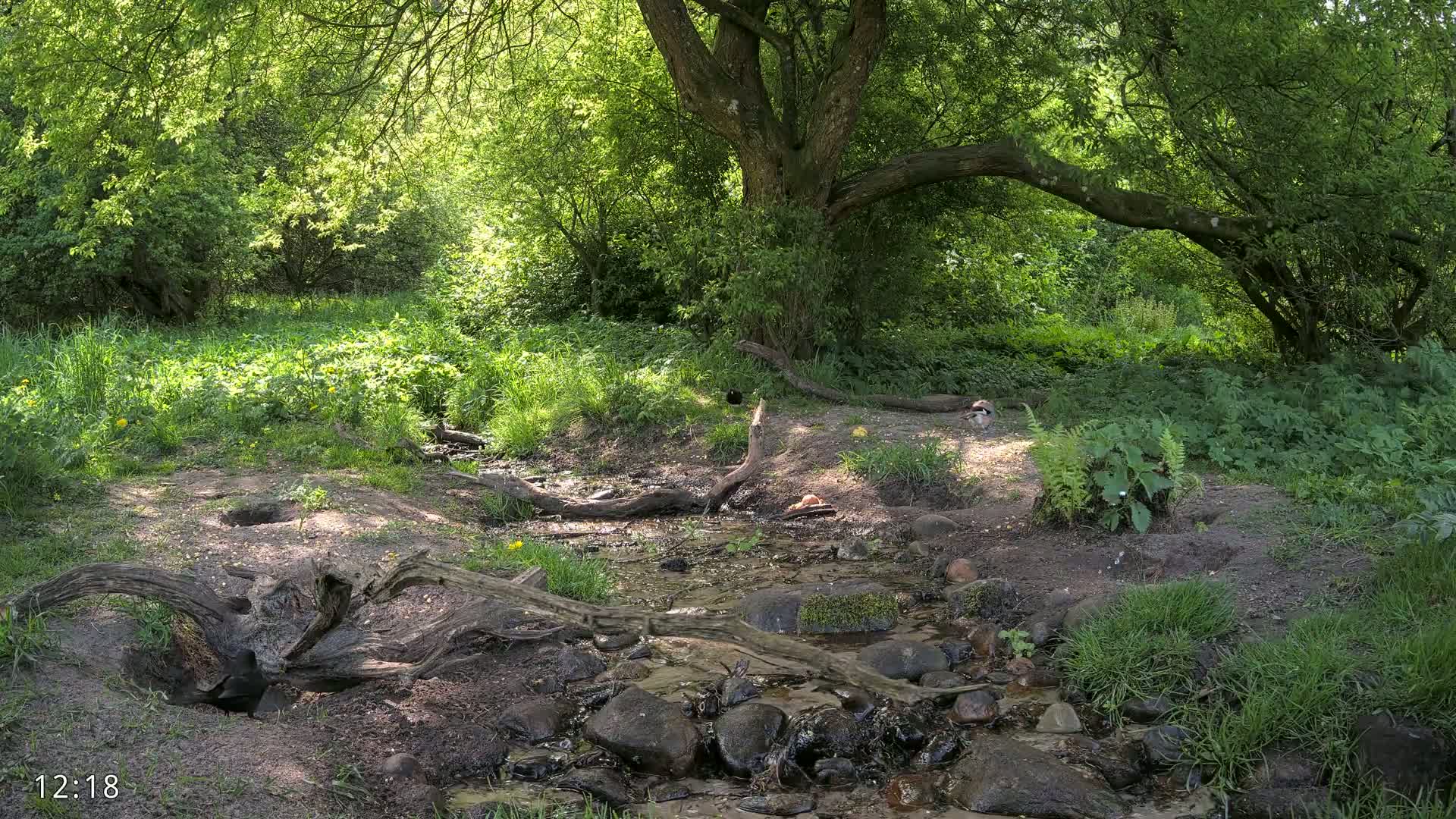 A small stream flows through a sun-dappled woodland area with lush green vegetation and fallen logs.