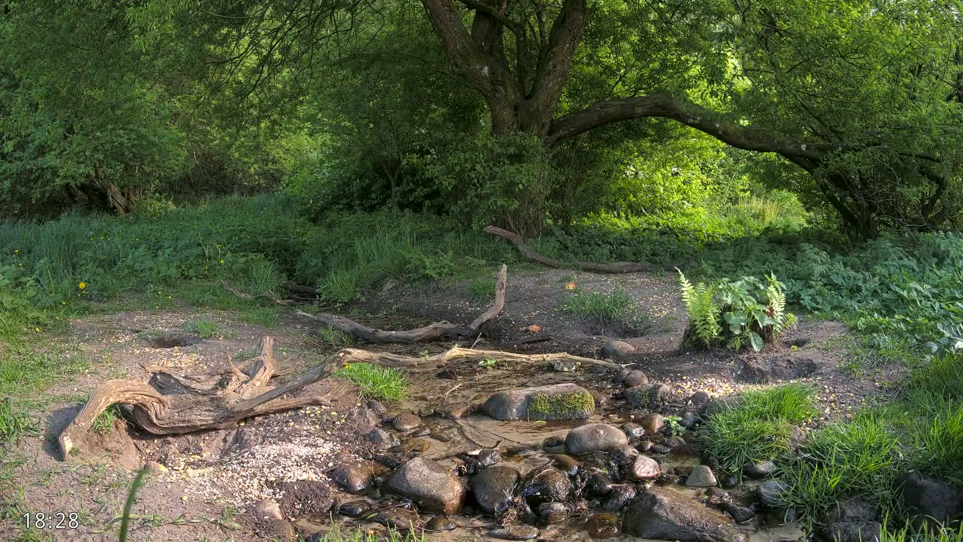 A small stream flows through a lush green forest, under the shade of a large tree, on a sunny day.