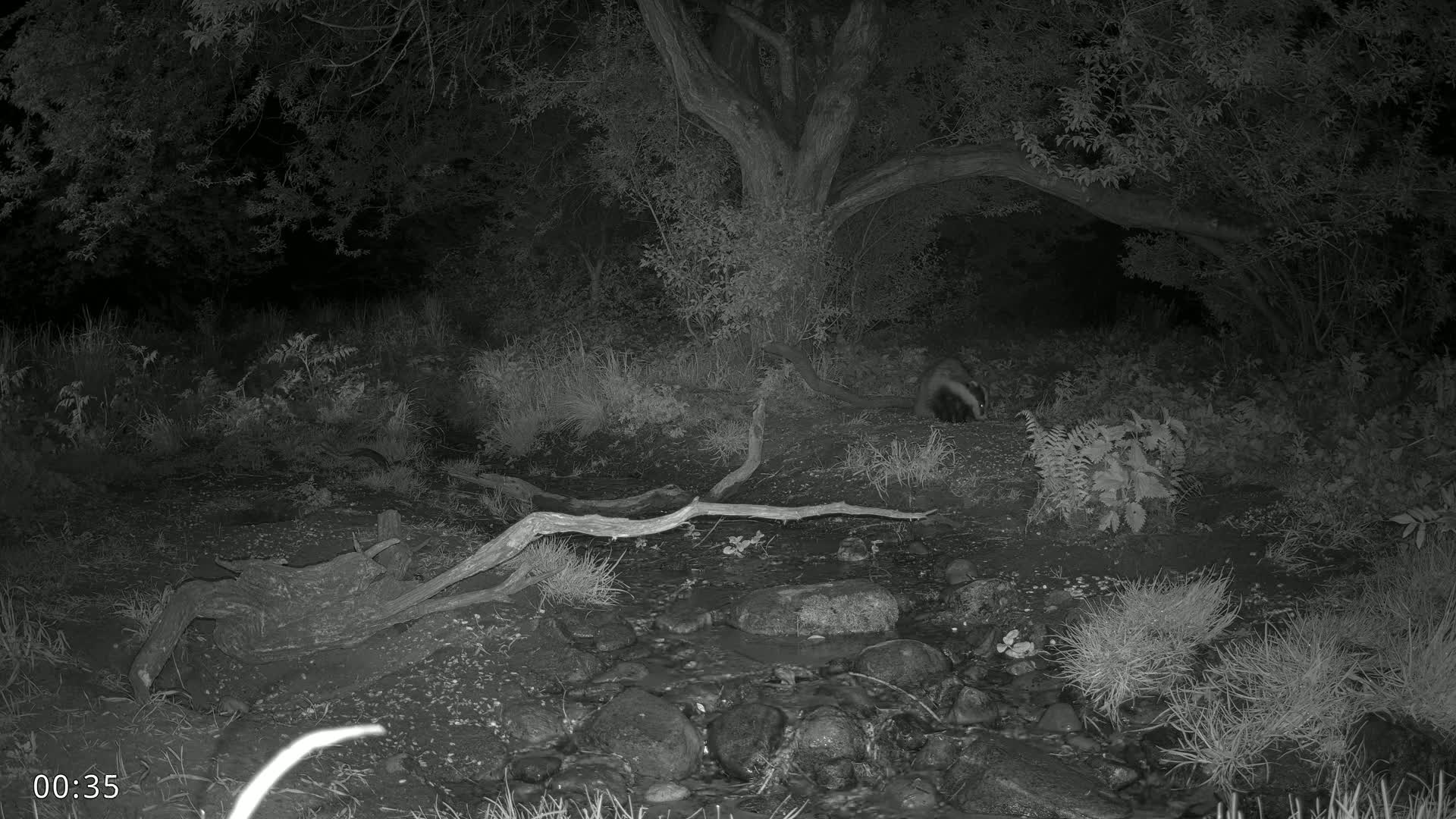 A badger walks near a small stream at night under a large tree in a wooded area.