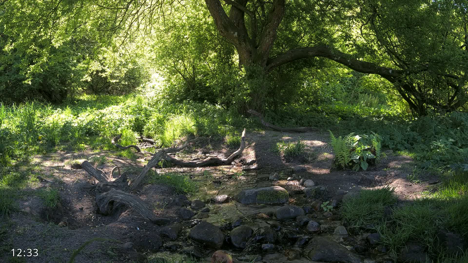 Sunlight dappled through lush green trees onto a small stream flowing over rocks in a wooded area.