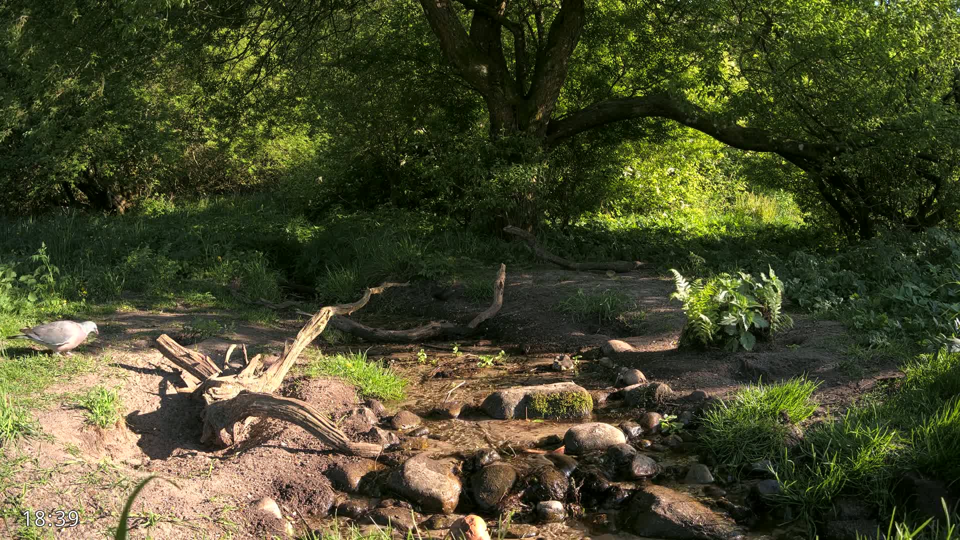 A small stream flows over rocks in a sun-dappled woodland setting, where a bird is visible near some fallen branches.